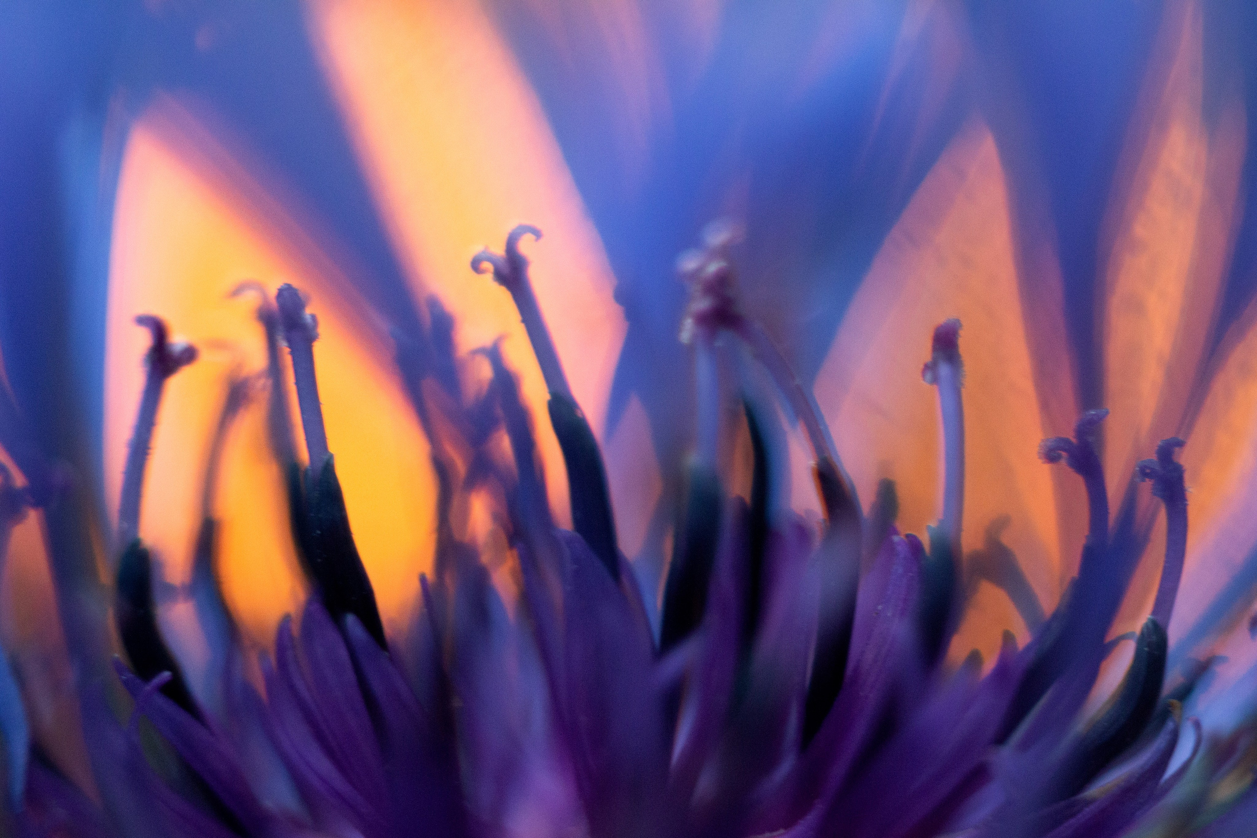 Макро. Фотограф Лагутин Анатолий