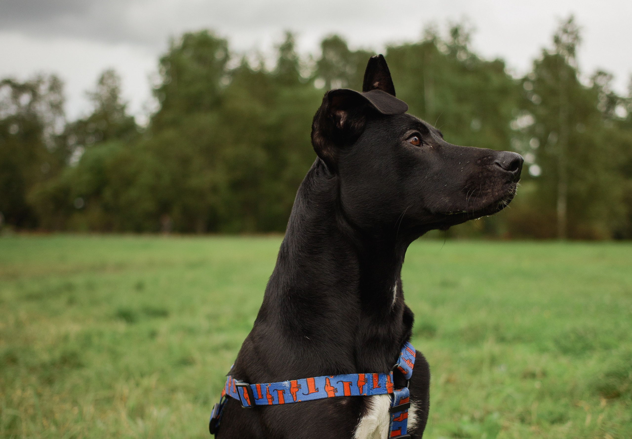 Отис ищет дом. Портретный фотограф в Санкт-Петербурге Катя Протасевич