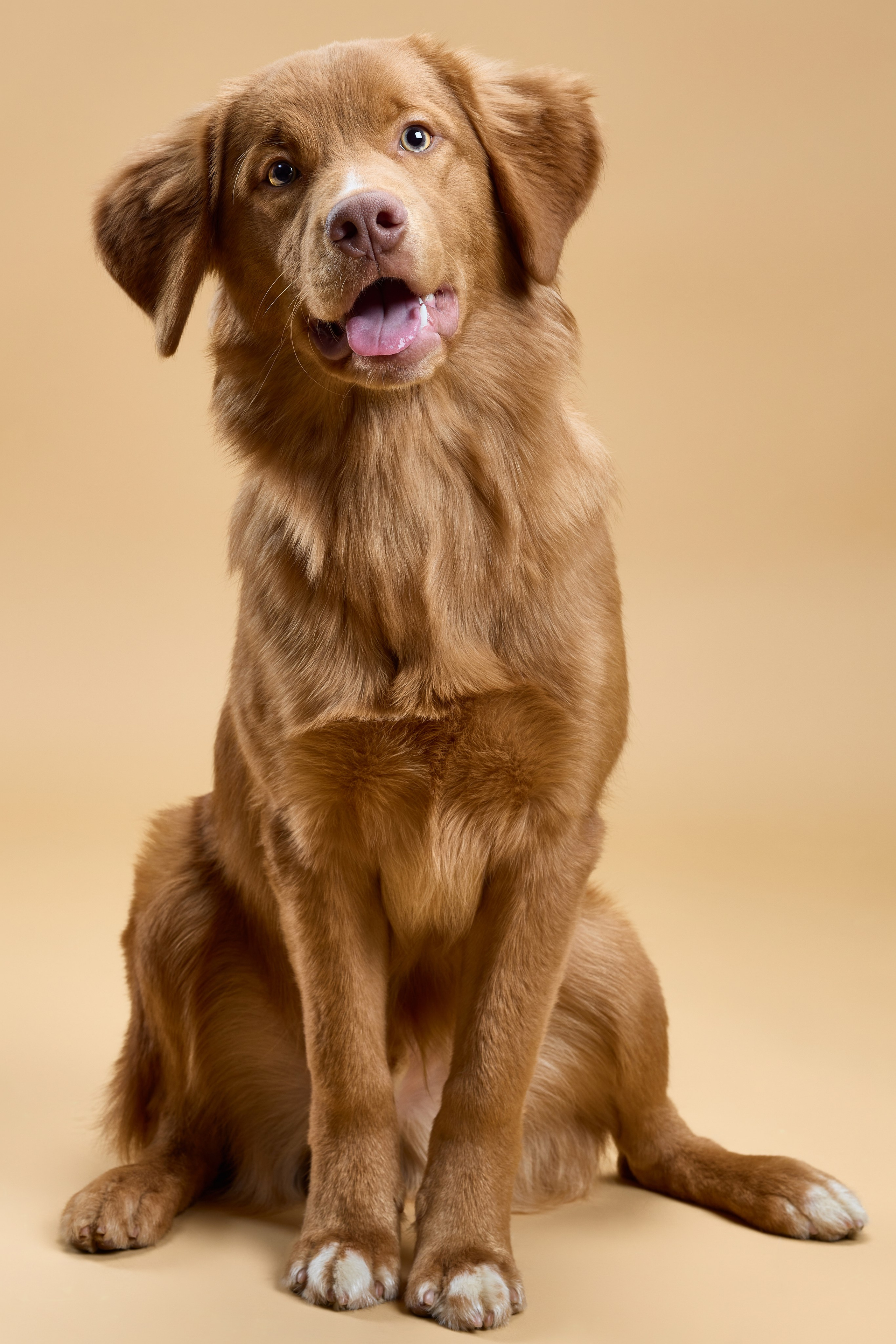 Pet photography. Фотограф Макс Давыдов