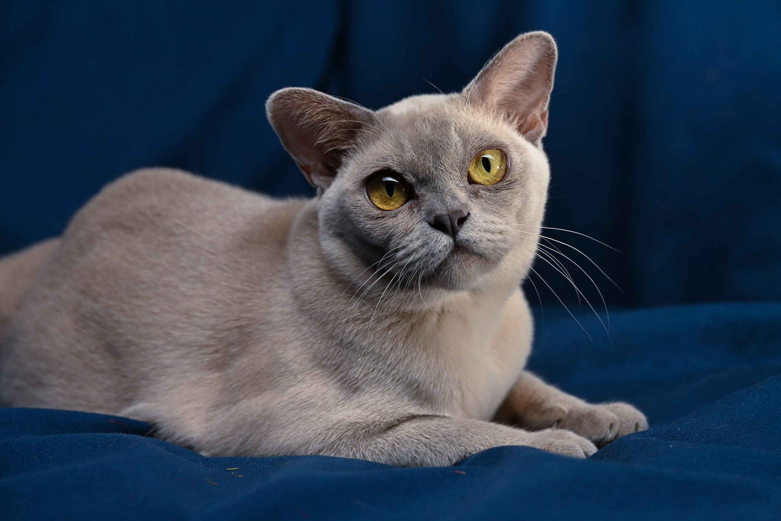 Кошки. Фотограф-анималист в Санкт-Петербурге Анастасия Иванова