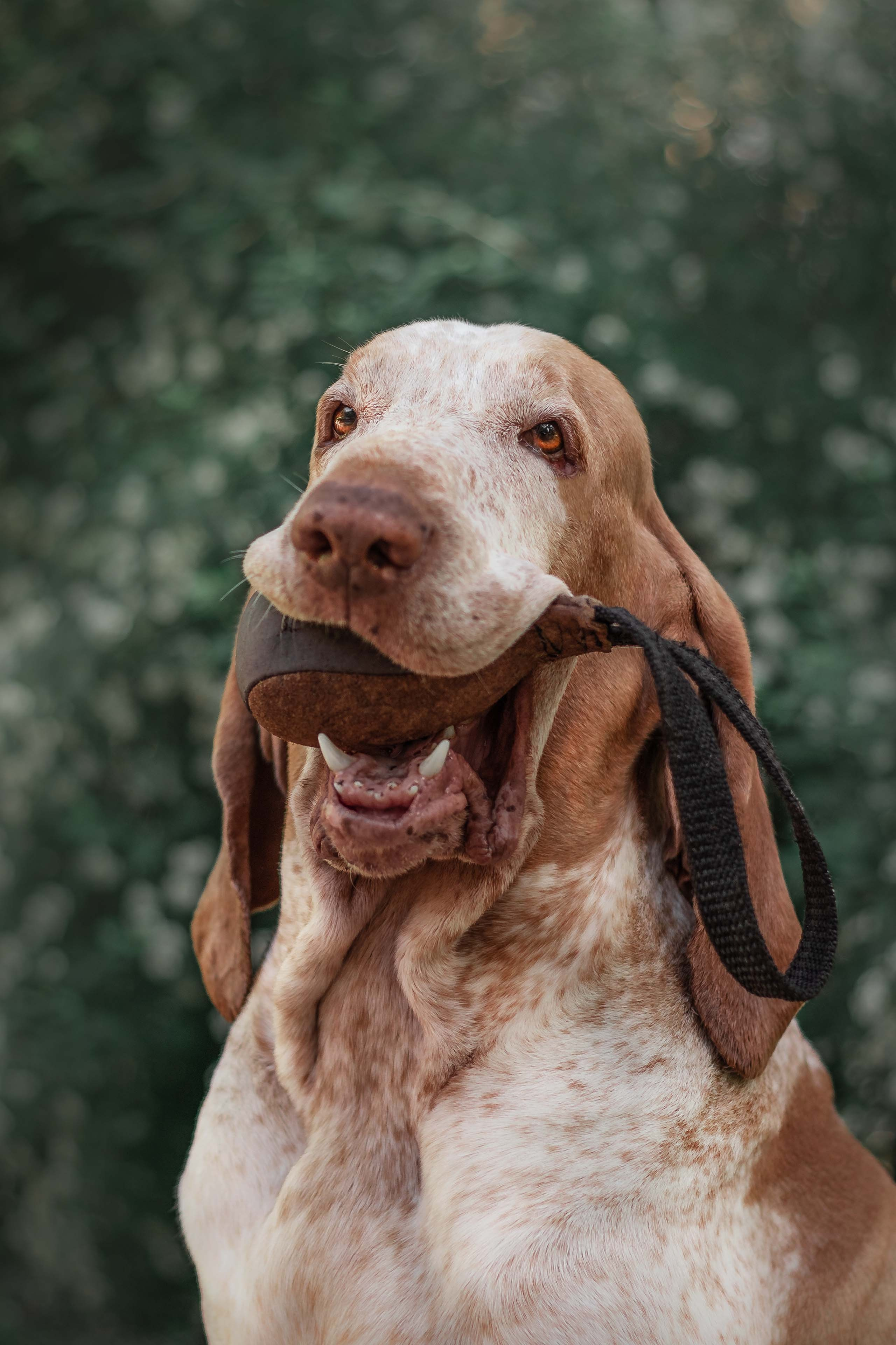 Портфолио фотографа-анималиста из Воронежа Алины Ивановой. Фотограф — анималист Алина Иванова