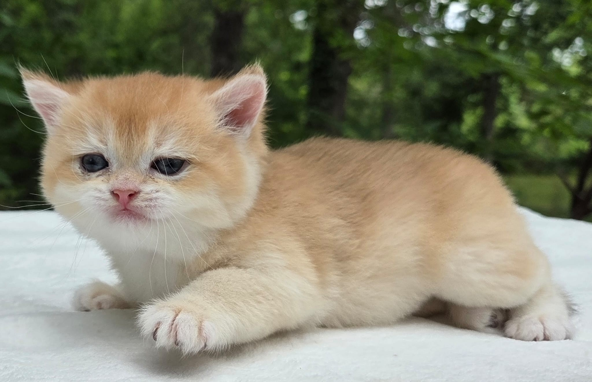 Kira, female, DB- 03.25.26, $1399. British shorhair Cats