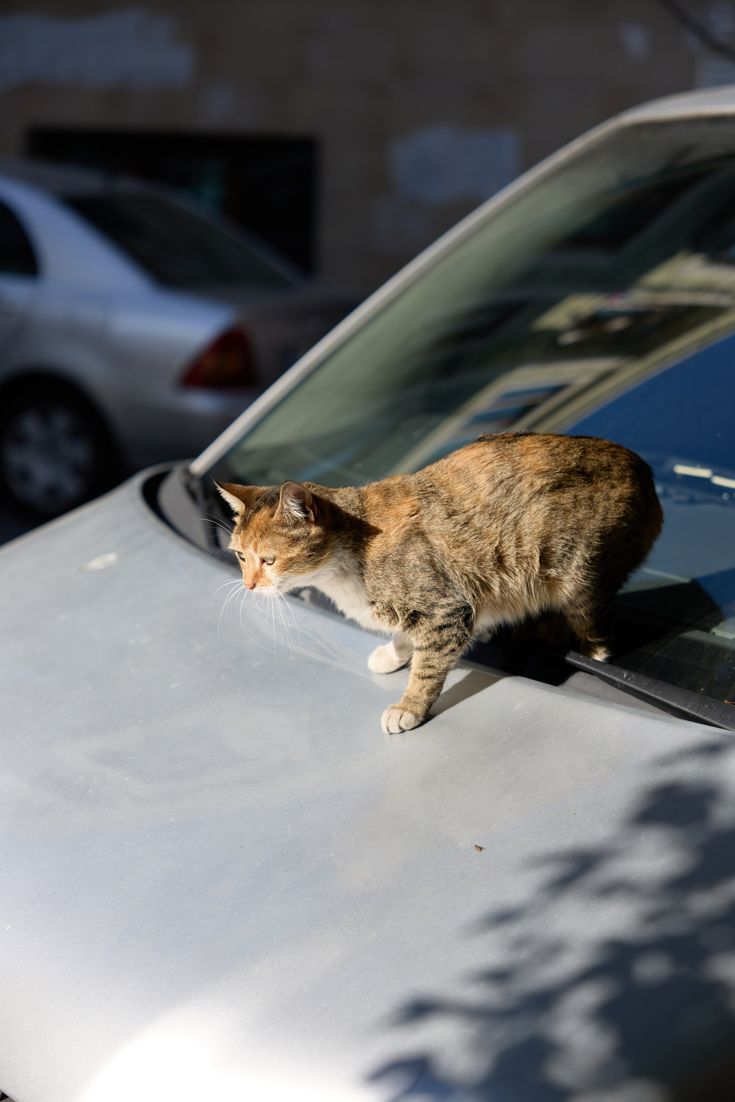 Стамбул 24. Фотограф Москва, Дима Пеллер