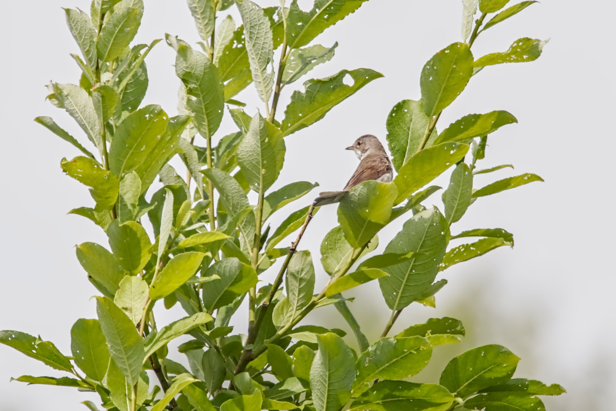 Птицы (Aves). Someone from Russia aka RUS147