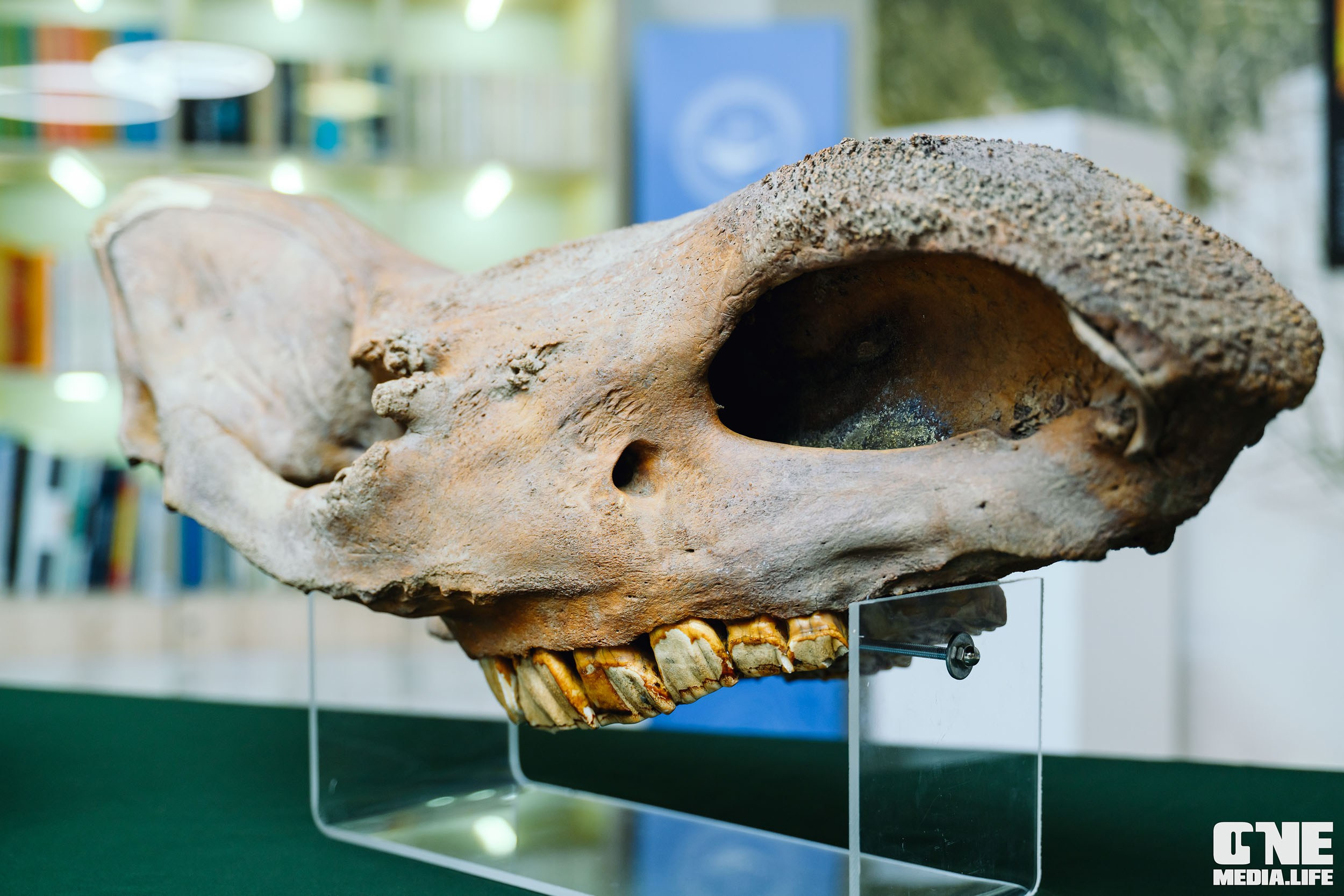 Балтийский Культурный Форум 2024. One Media Life: фоторепортажи, фотоотчеты с мероприятий и заведений