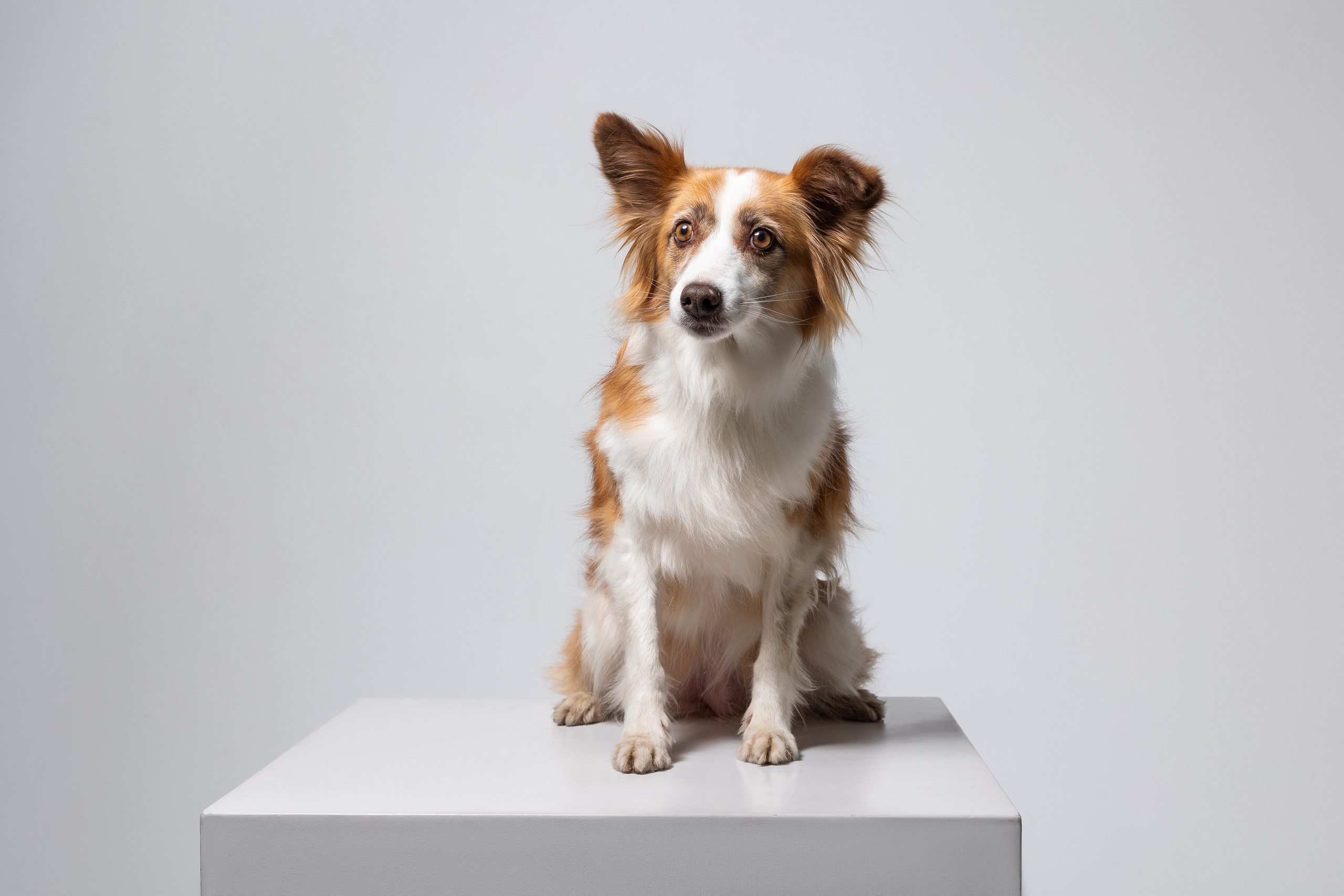 Беатрисс и бордер Вивьен в студии. Фотограф анималист в Москве Майорова Евгения