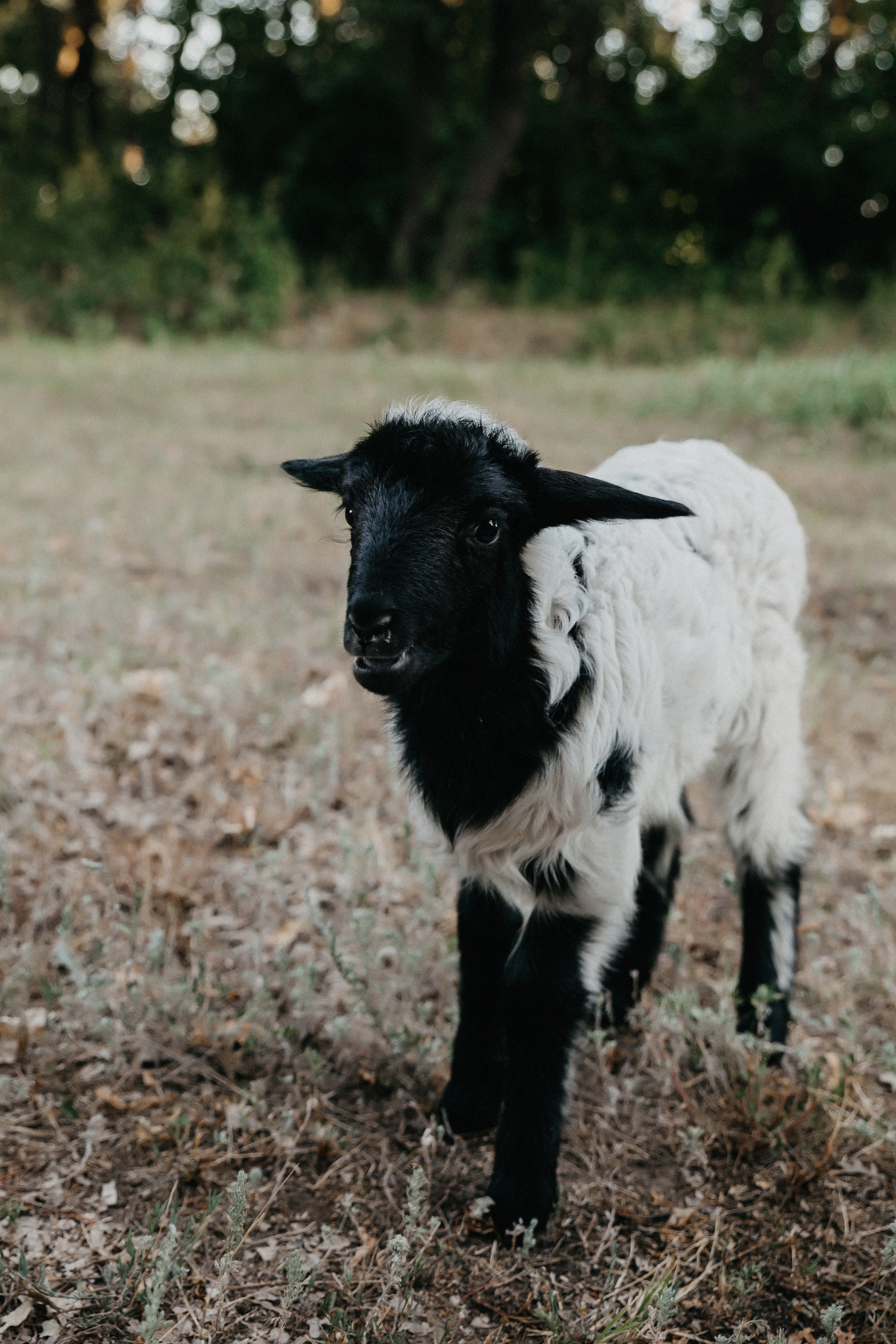 Семейная фотосессия в Волгограде. Свадебный и семейный фотограф в Волгограде Кристина Иванова