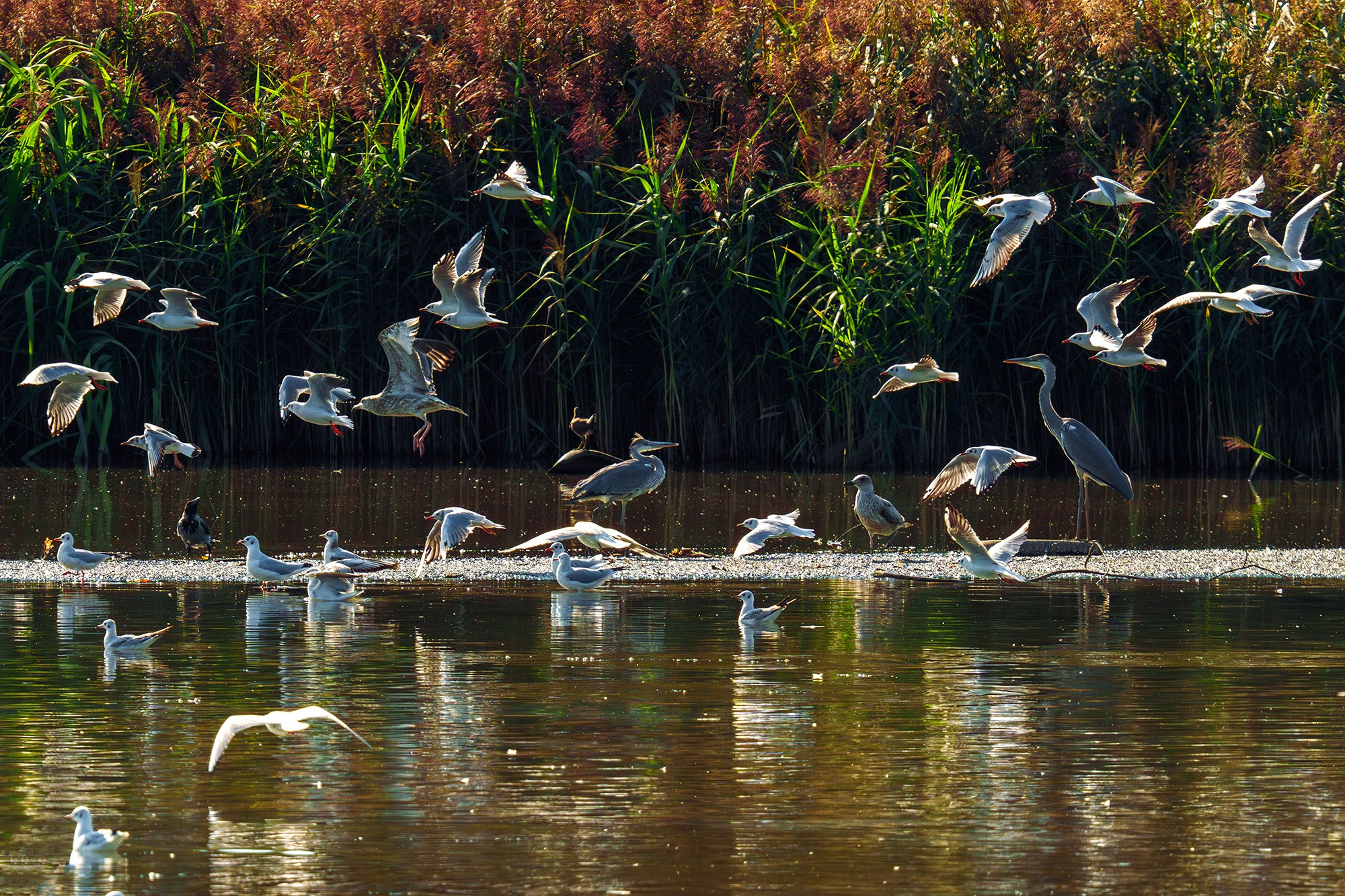 Удивительные мир птиц. Вокруг нас столько прекрасного — присмотритесь!. Ваш личный фотограф Марина Волкова