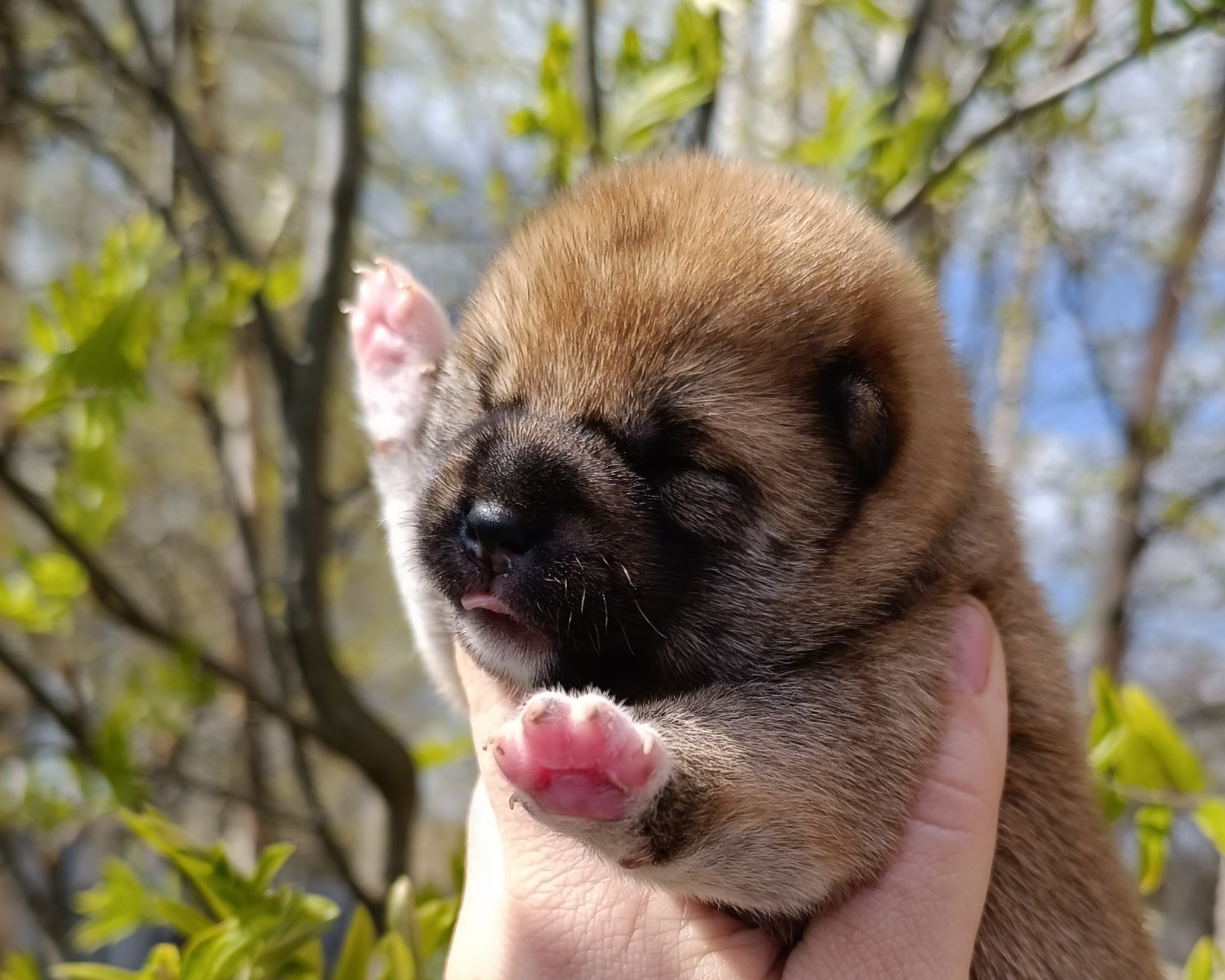 сиба питомник Рубилайт щенки на продажу rubylight  сиба щенки купить СПб Санкт-Петербург