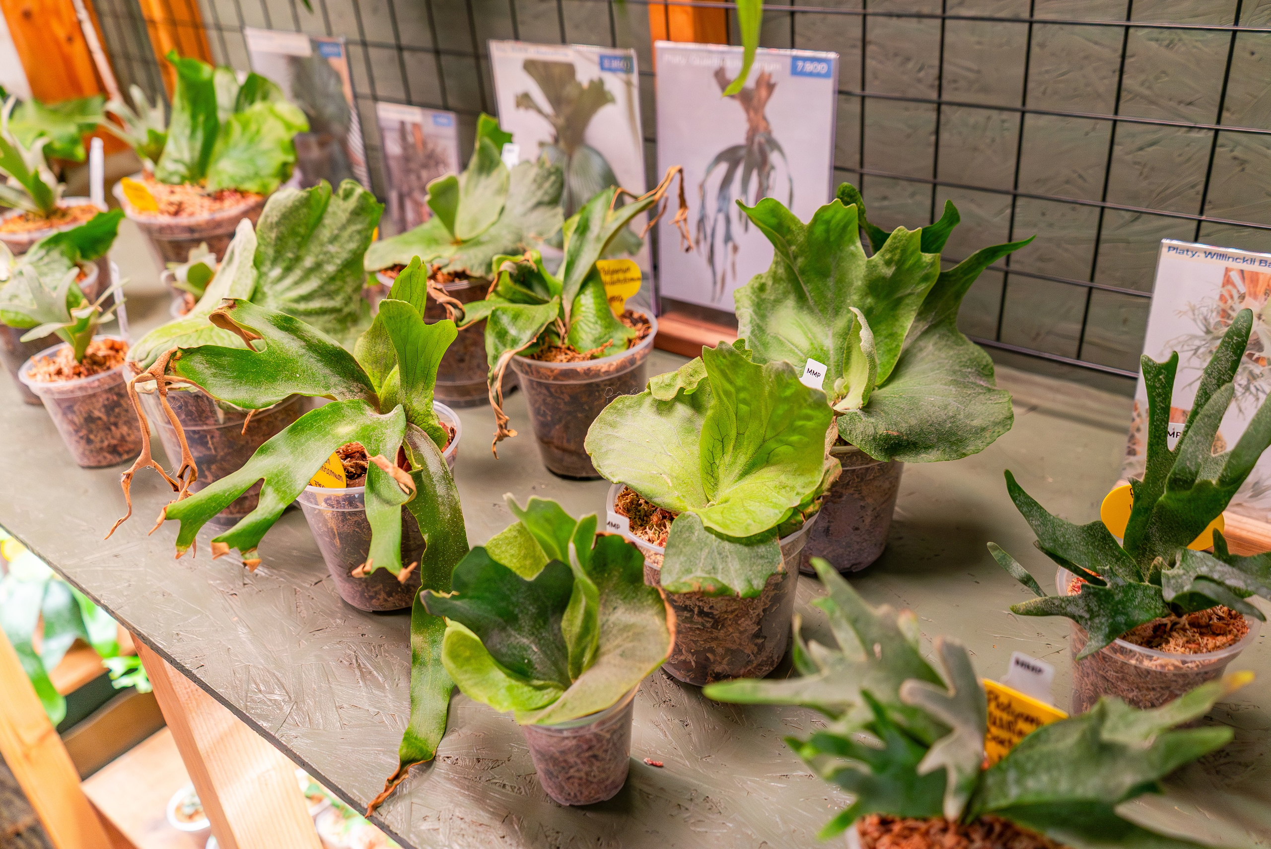 Make more plants. Александра Куликова фотограф, Москва