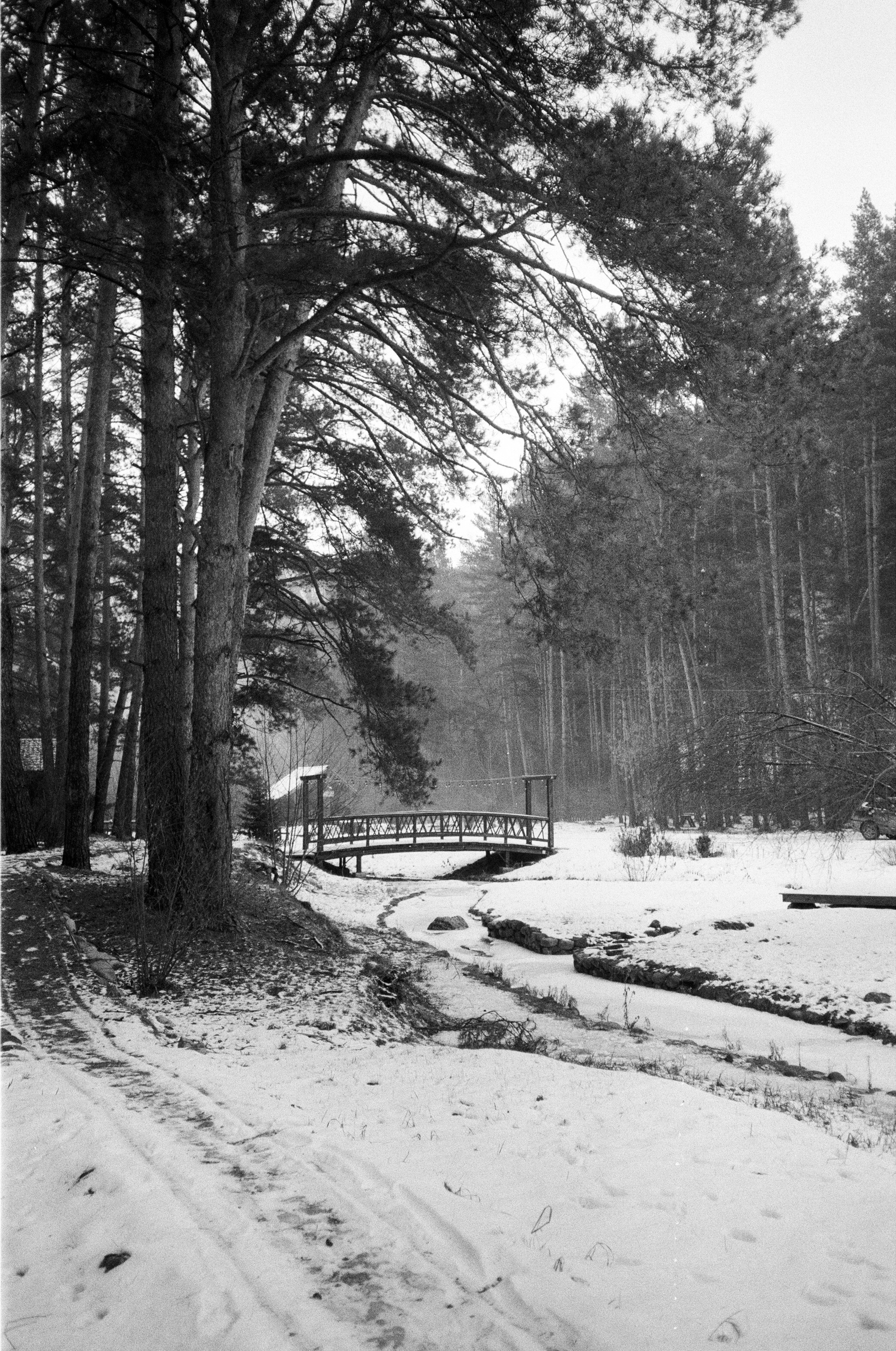 Olympus AF-10 SUPER / Ilford PAN 400 / Алтай, зима 2023 год