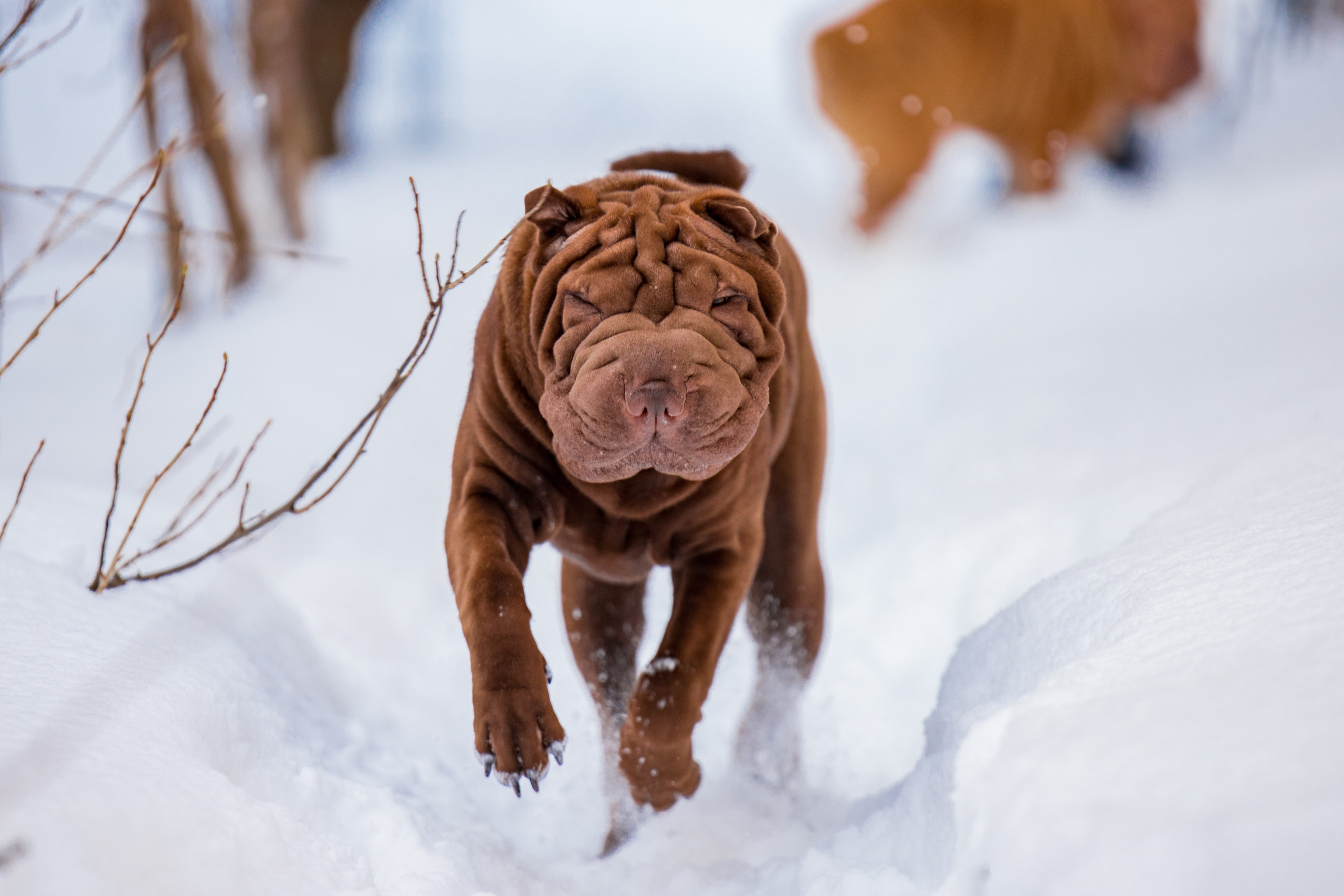 В гостях у шарпеев 16.01.2024. Фотограф-анималист Юлия Германика