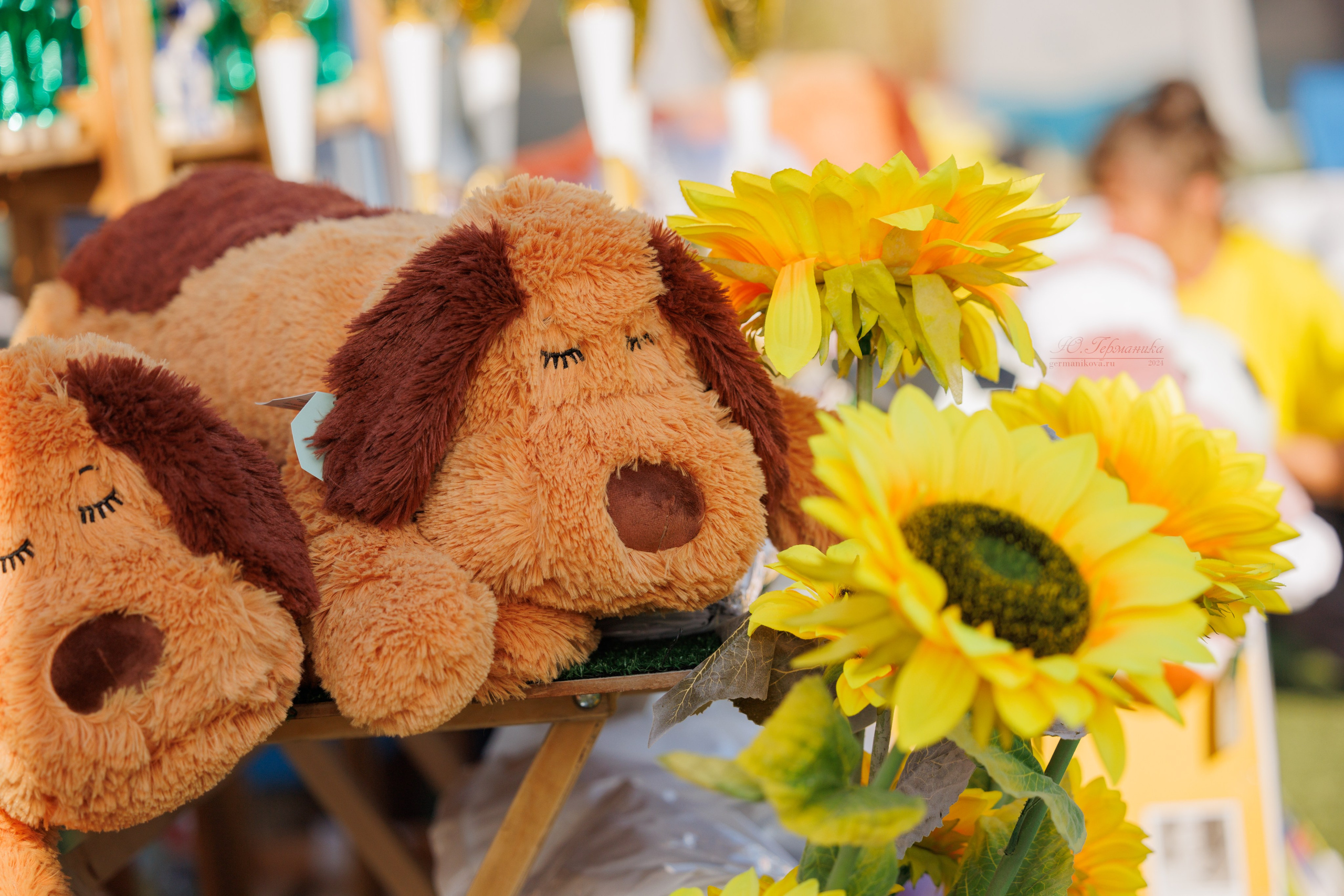 Анапа ротвейлеры 14-15.09.2024. Фотограф-анималист Юлия Германика