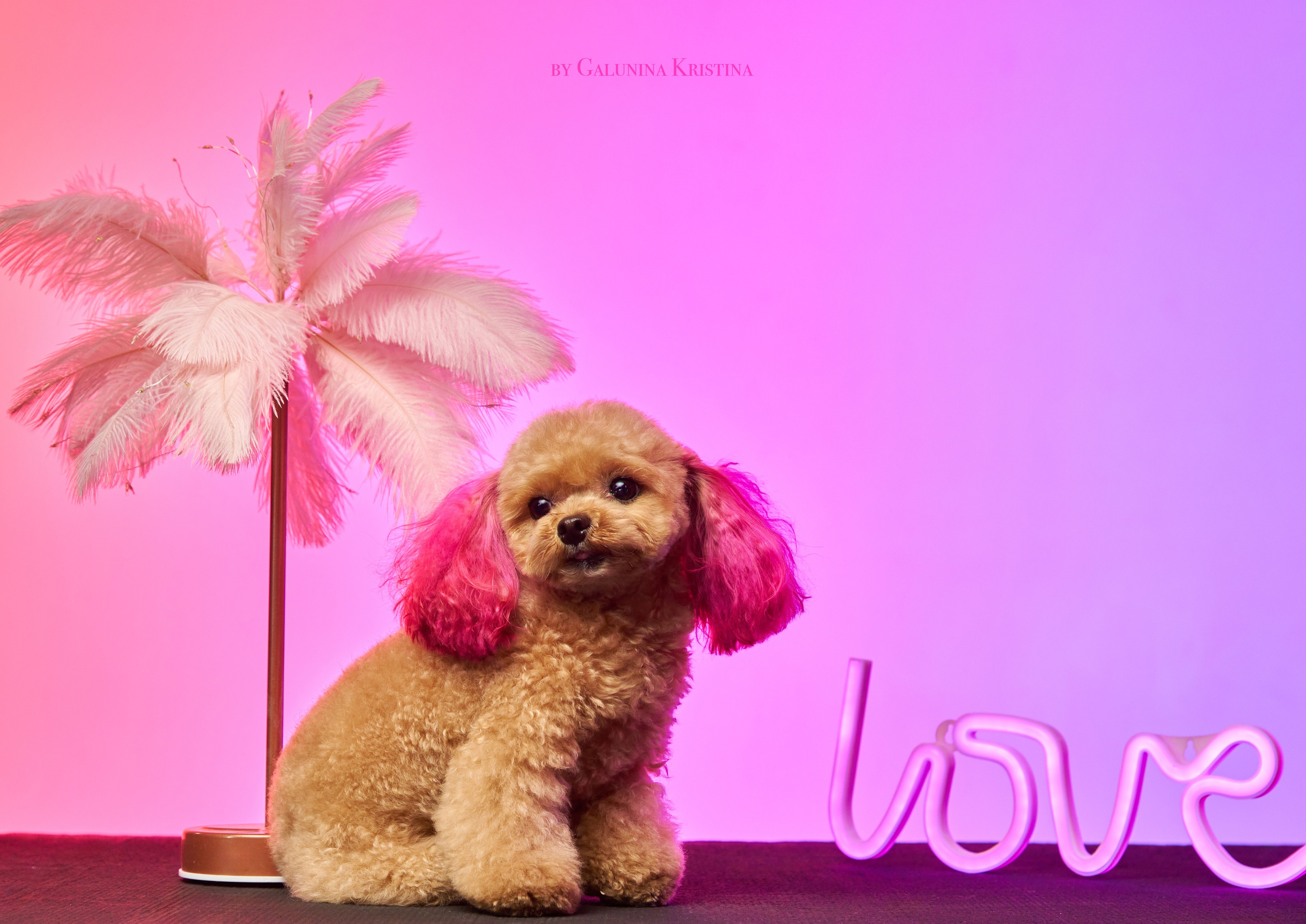 Мальтипу. Фотограф в Москве — Галунина Кристина