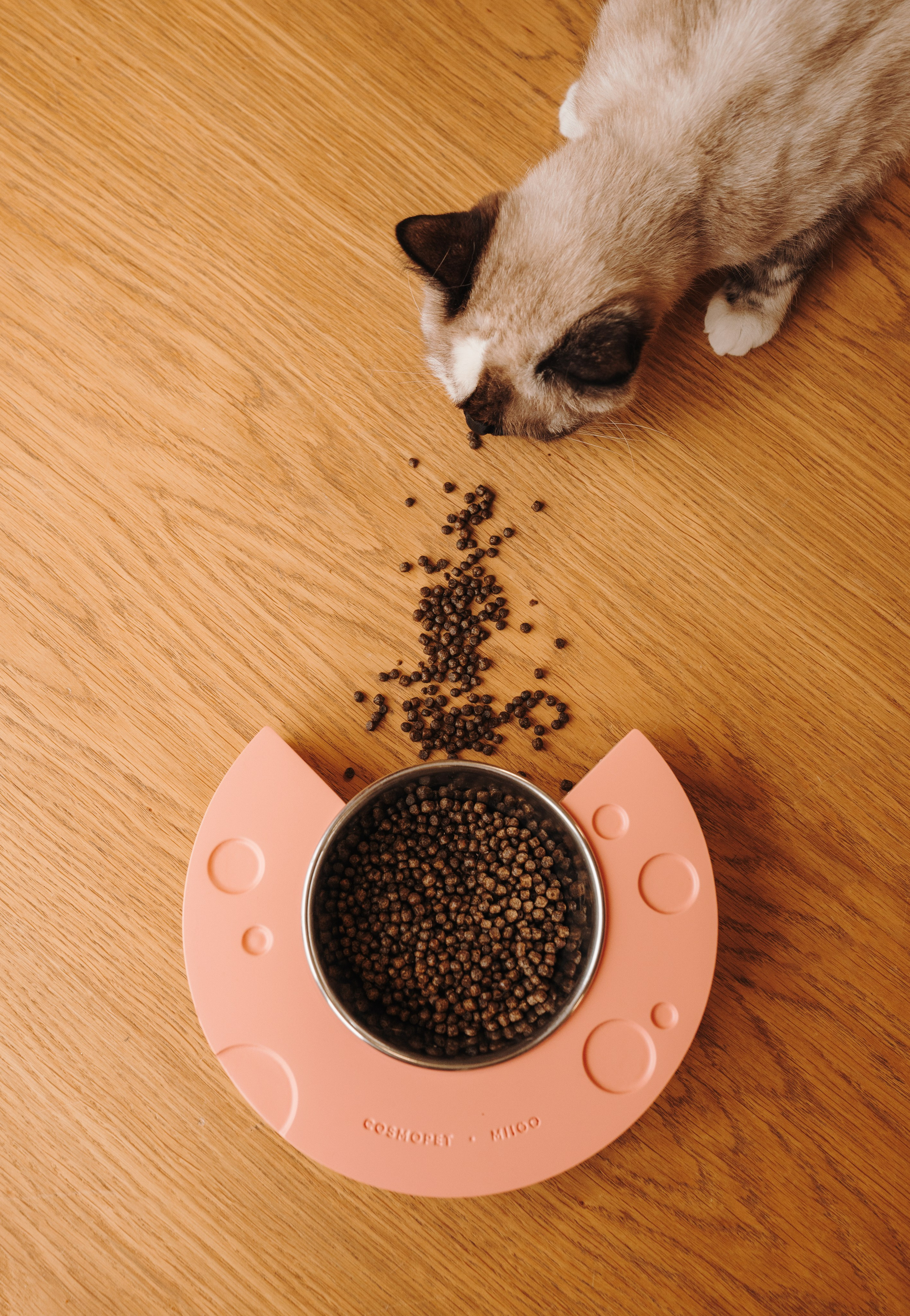 Cosmodog. Миски и лакомства. Семейный фотограф анималист Ананьева Мария — Москва