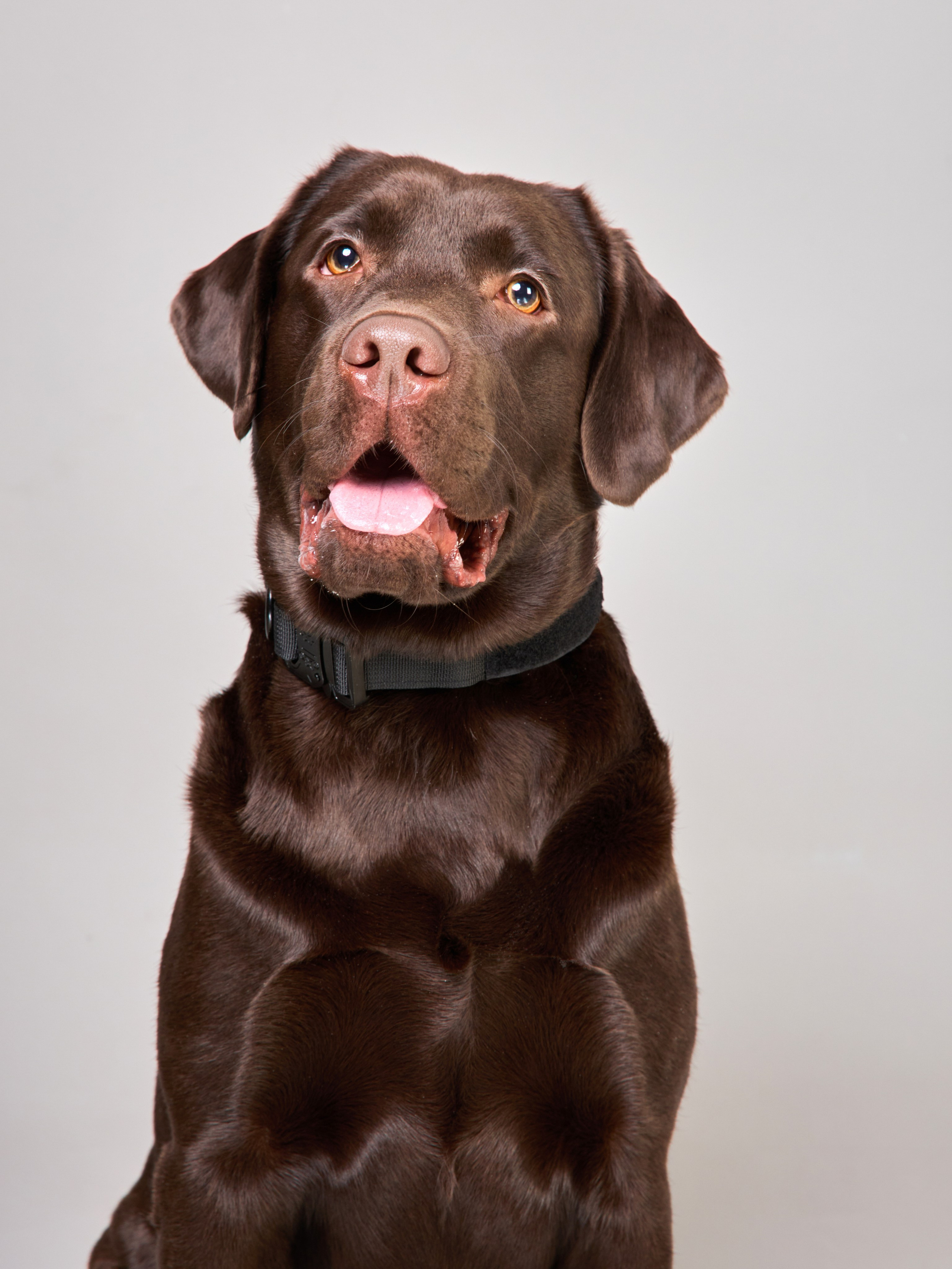 Предметная съемка товаров для животных. Съемка товаров для животных. Предметная съемка. Предметный фотограф Орехово-Зуево