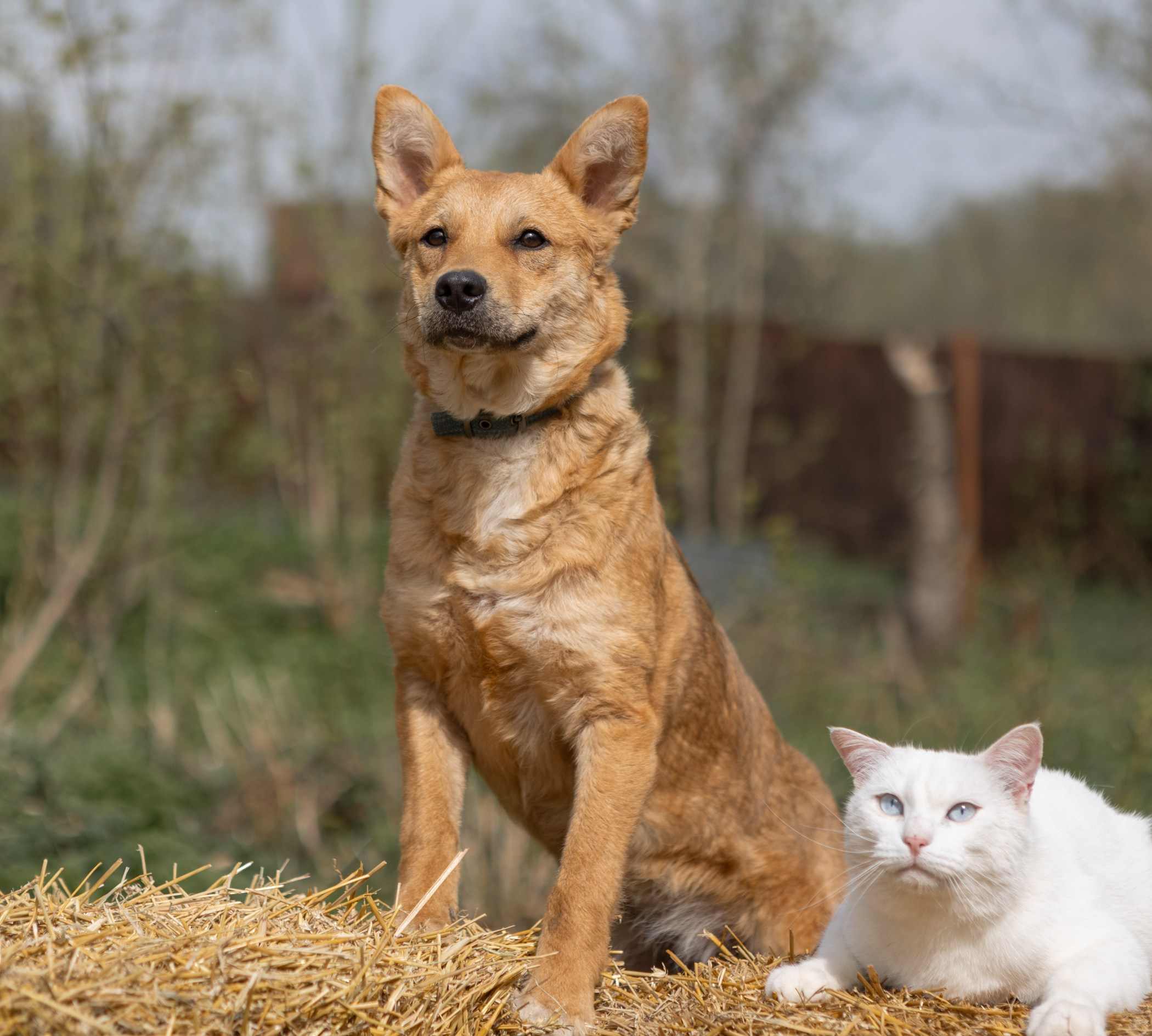 Фотограф-анималист Полина Колкова | Москва