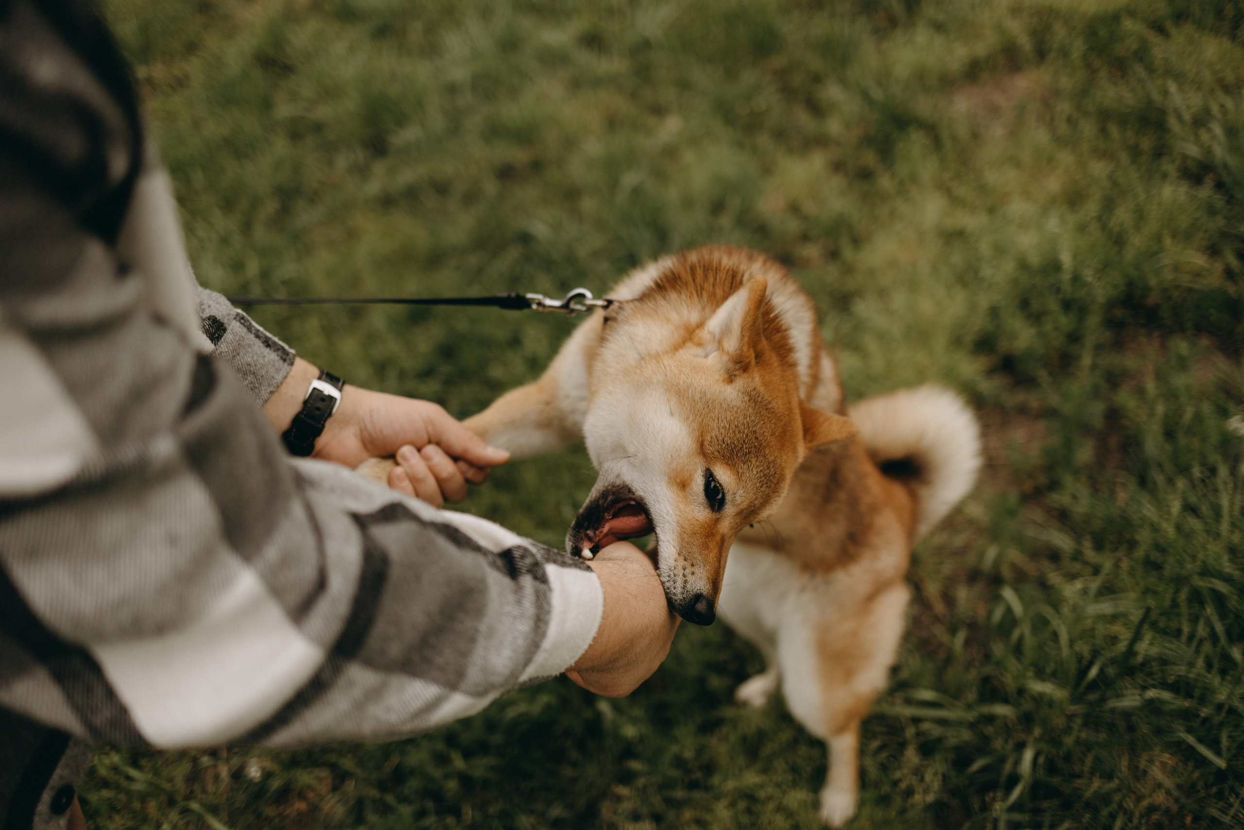 Сириус и его семья. Фотограф — Анималист | Санкт-Петербург