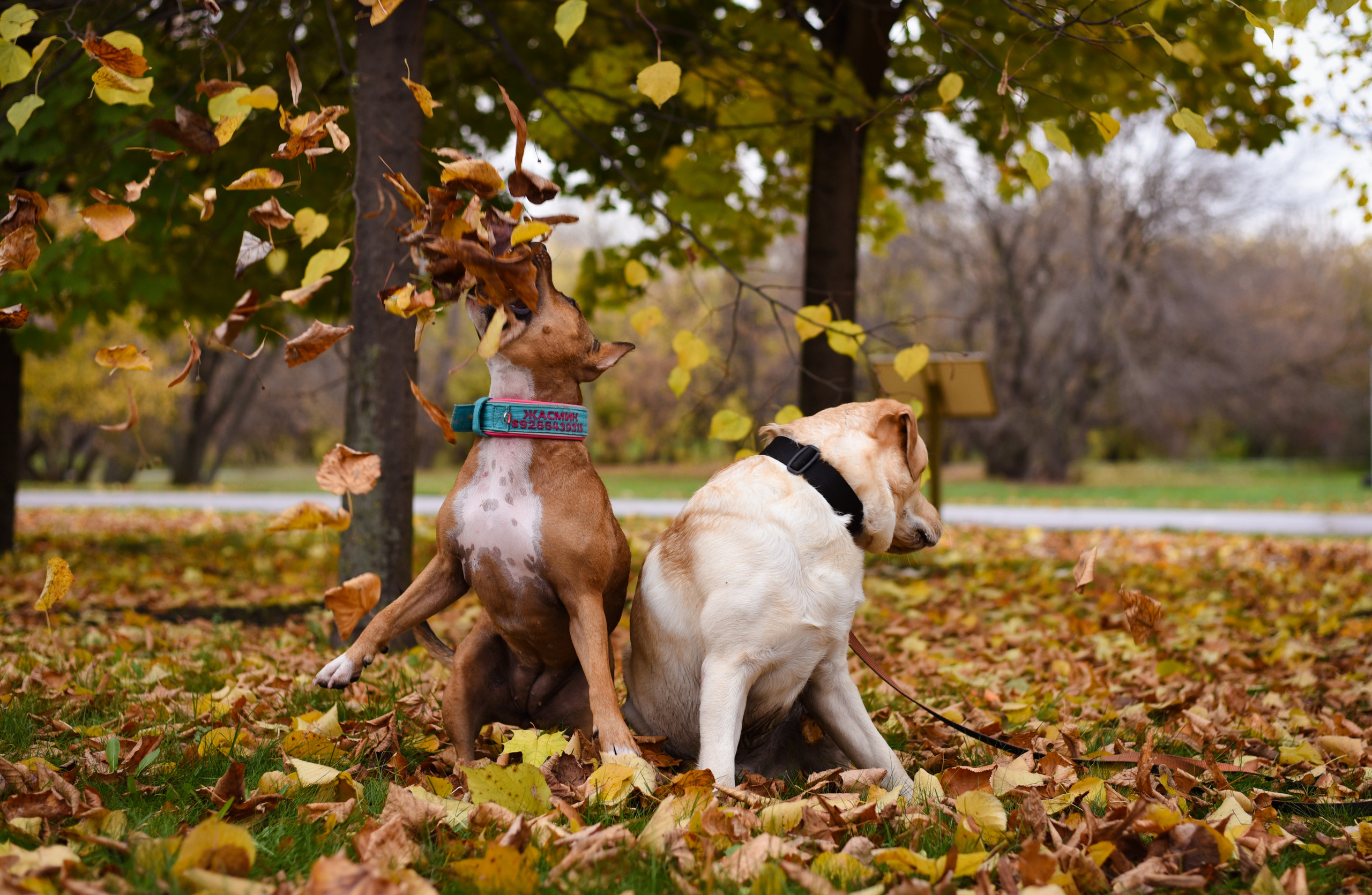 Фотопрогулка в парке с животными. Женский и семейный фотограф Людмила Богачкина