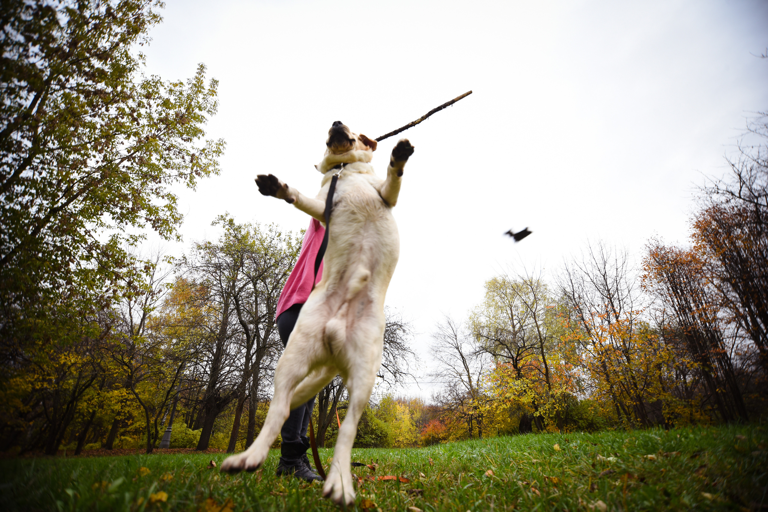 Фотопрогулка в парке с животными. Женский и семейный фотограф Людмила Богачкина