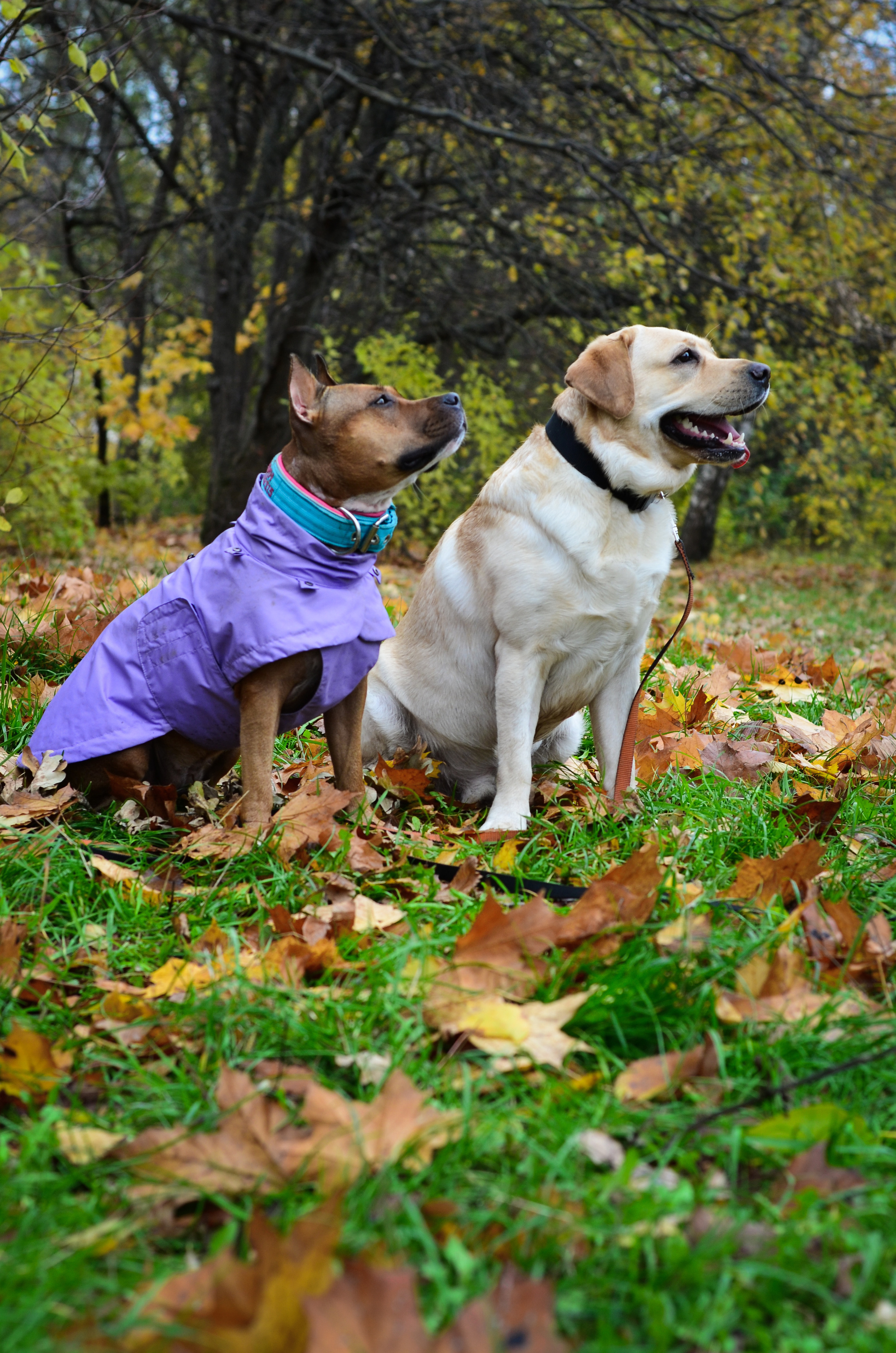 Съемка на природе. Фотопрогулка с животными. Женский и семейный фотограф Людмила Богачкина