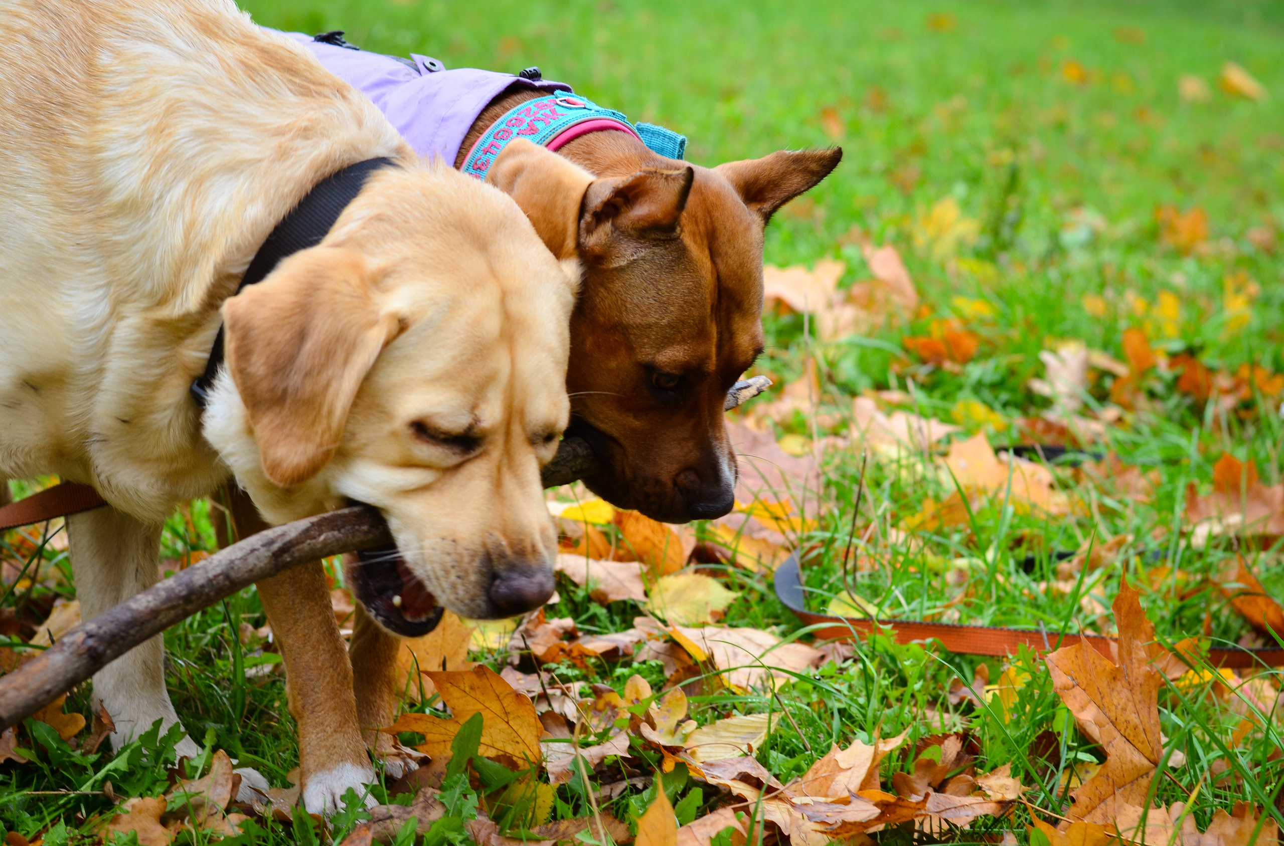Фотопрогулка в парке с животными. Женский и семейный фотограф Людмила Богачкина
