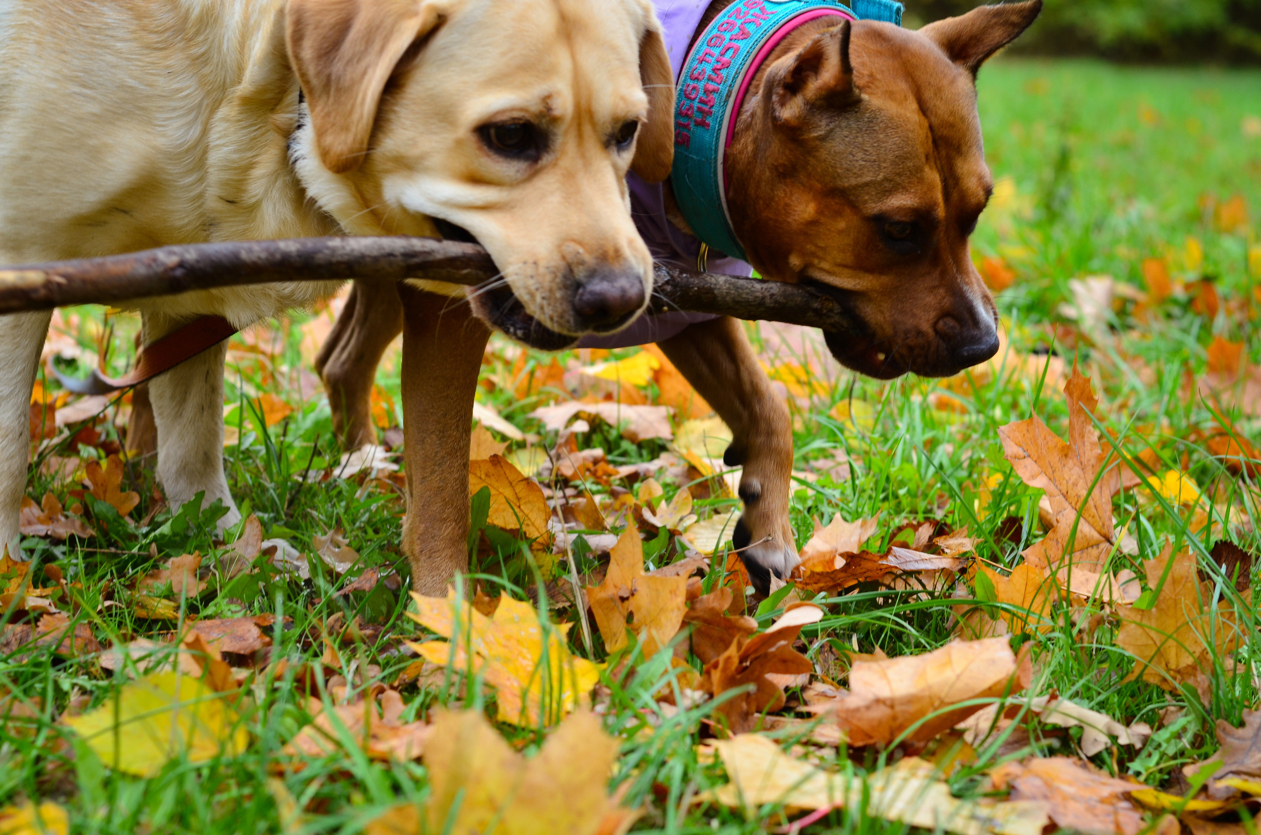 Фотопрогулка в парке с животными. Женский и семейный фотограф Людмила Богачкина