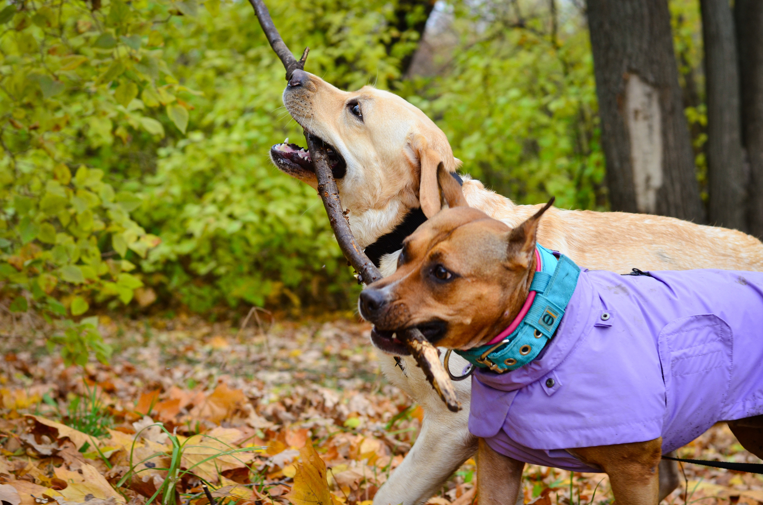 Съемка на природе. Фотопрогулка с животными. Женский и семейный фотограф Людмила Богачкина