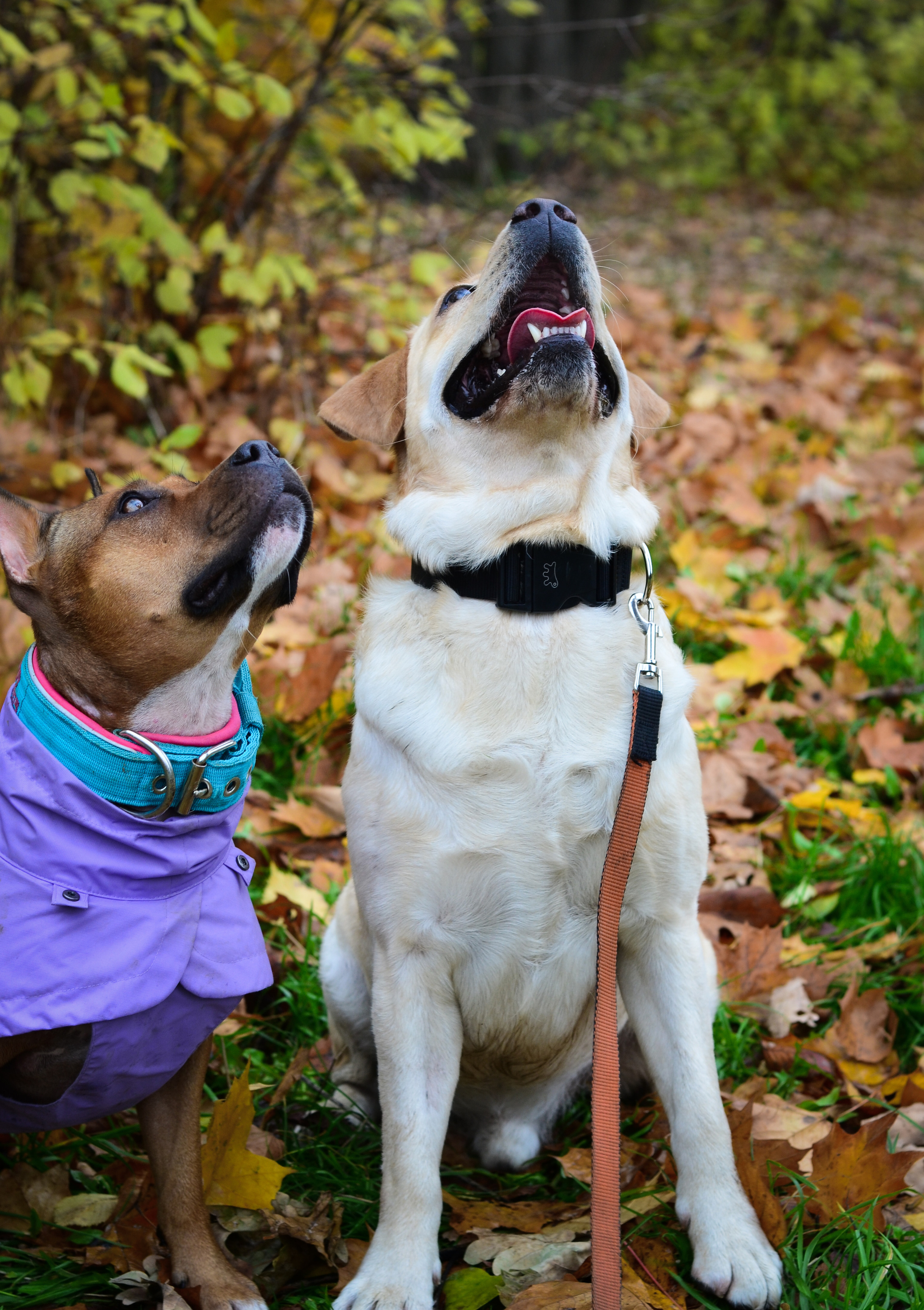Фотопрогулка в парке с животными. Женский и семейный фотограф Людмила Богачкина