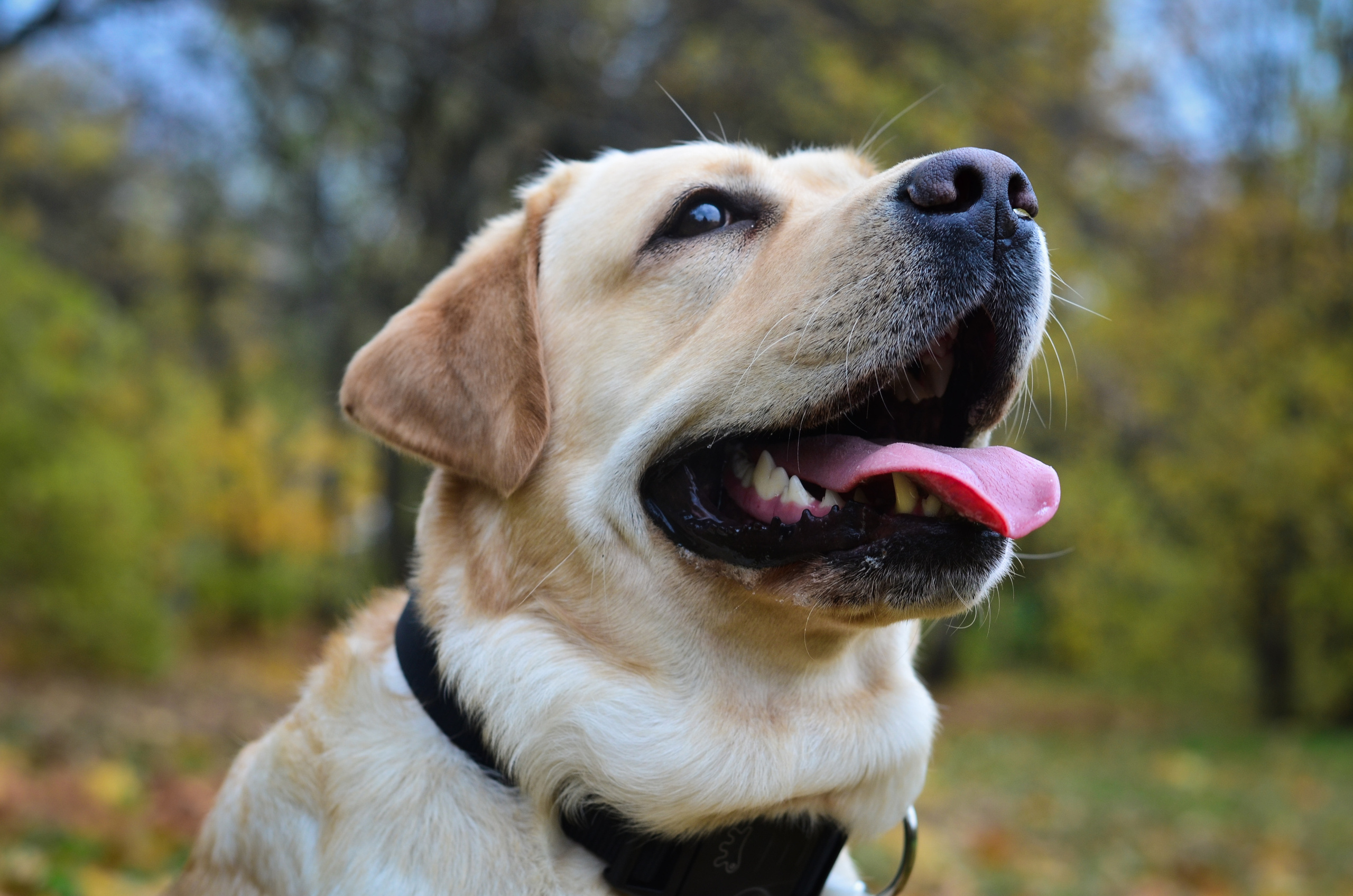 Фотопрогулка в парке с животными. Женский и семейный фотограф Людмила Богачкина