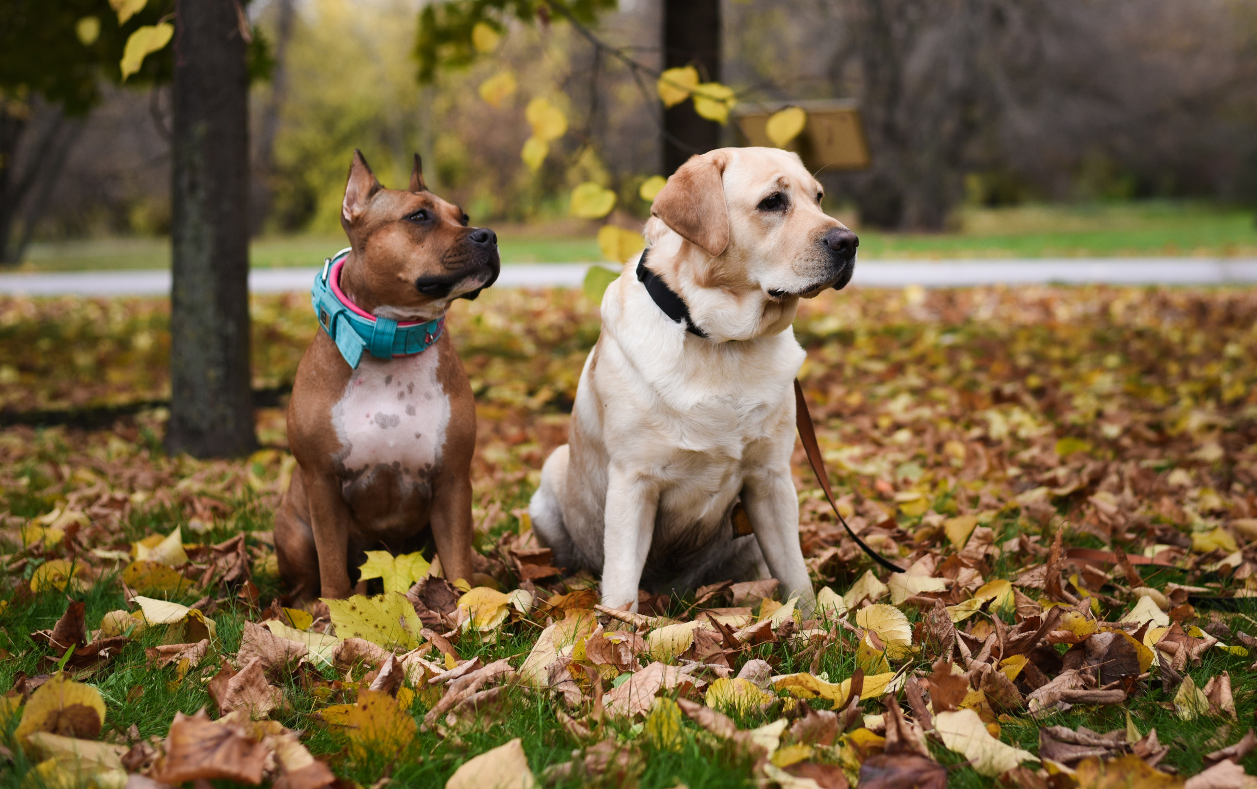 Фотопрогулка в парке с животными. Женский и семейный фотограф Людмила Богачкина
