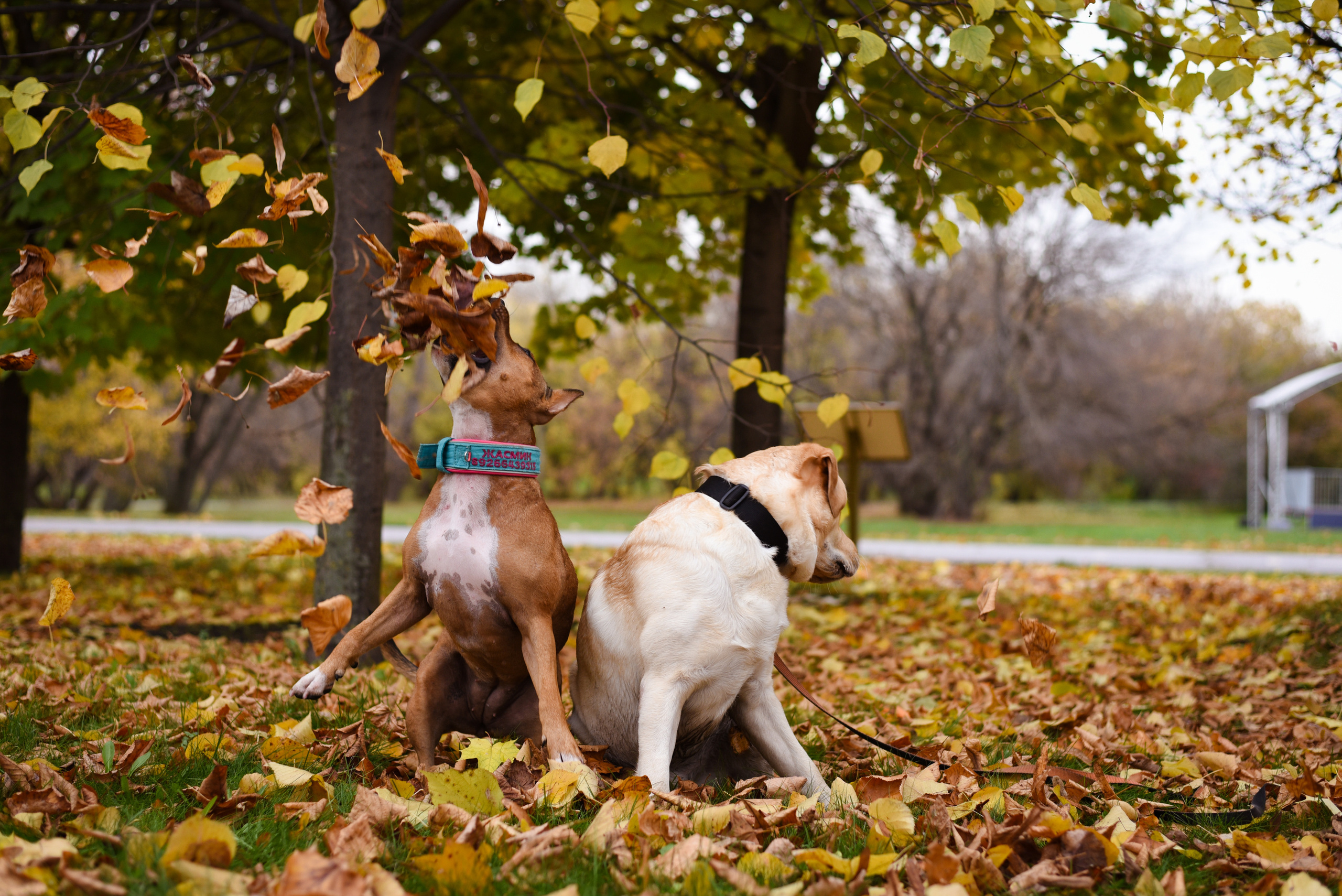 Съемка на природе. Фотопрогулка с животными. Женский и семейный фотограф Людмила Богачкина