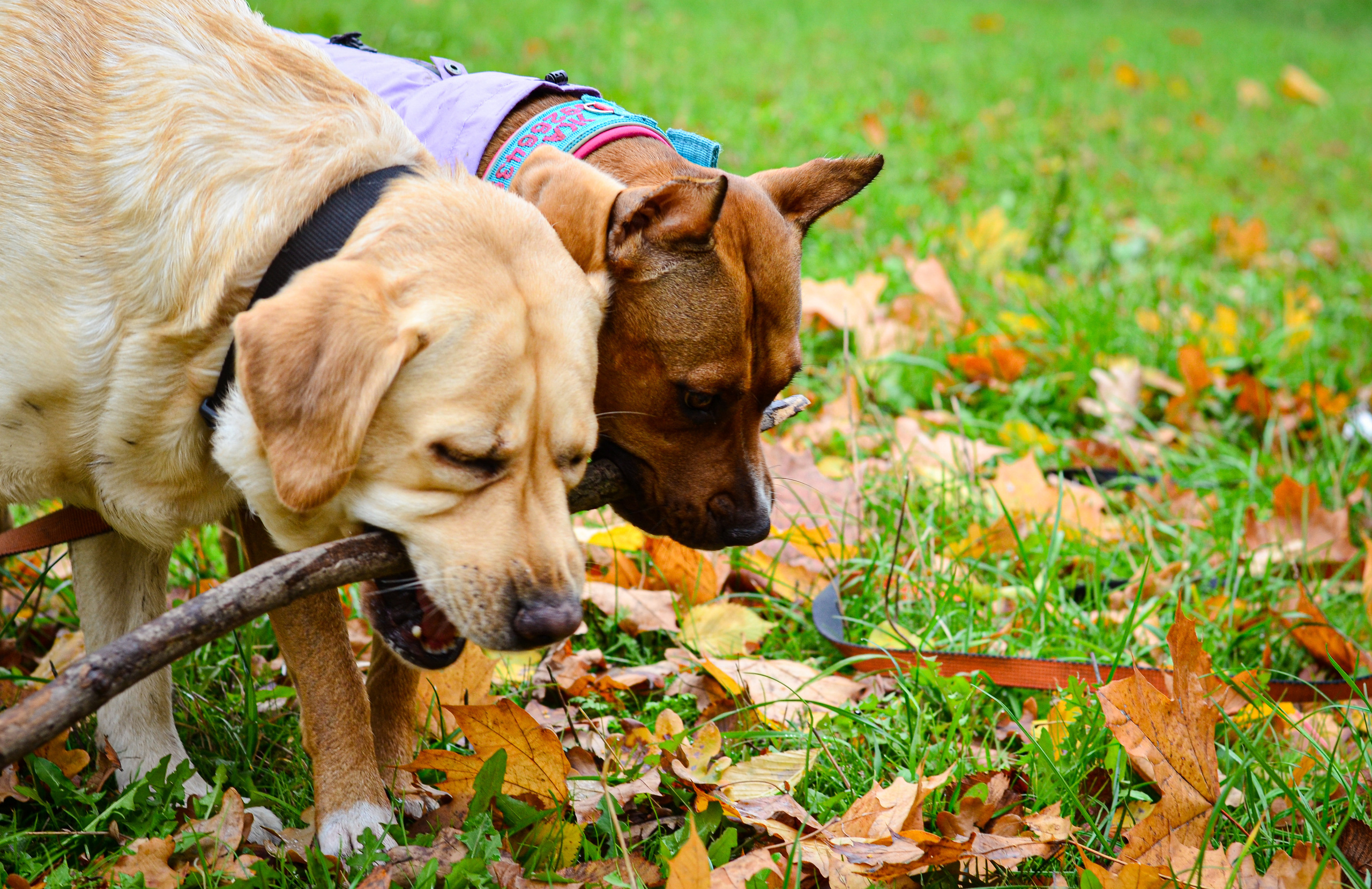 Съемка на природе. Фотопрогулка с животными. Женский и семейный фотограф Людмила Богачкина