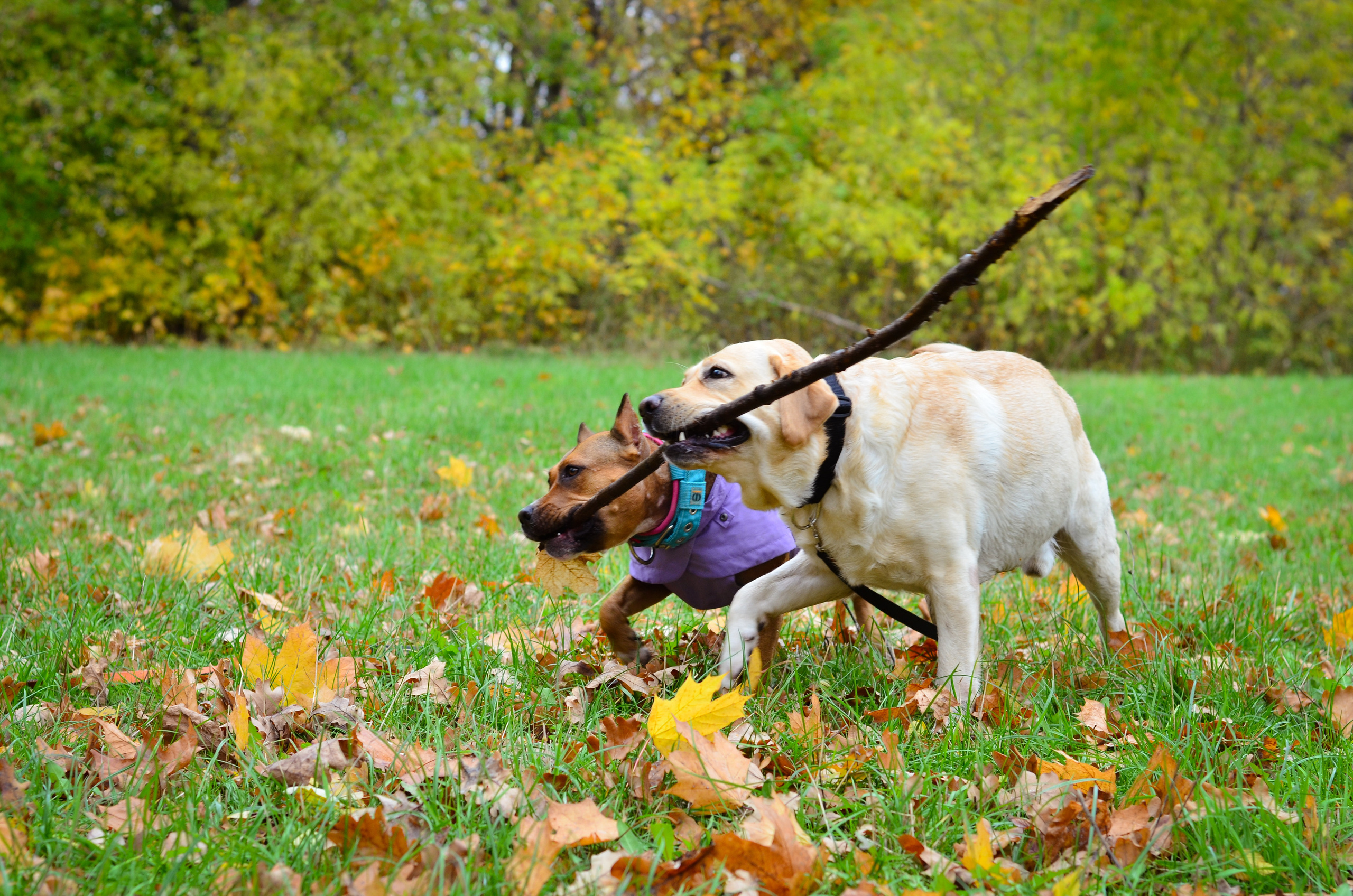 Съемка на природе. Фотопрогулка с животными. Женский и семейный фотограф Людмила Богачкина