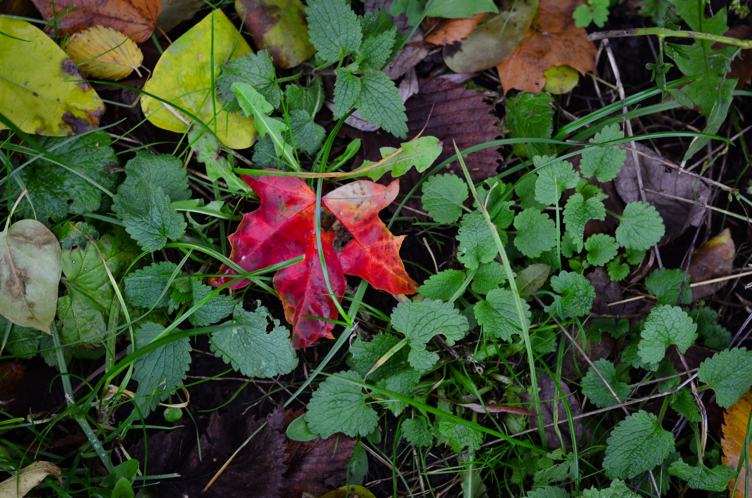 Фотопрогулка в парке с животными. Женский и семейный фотограф Людмила Богачкина