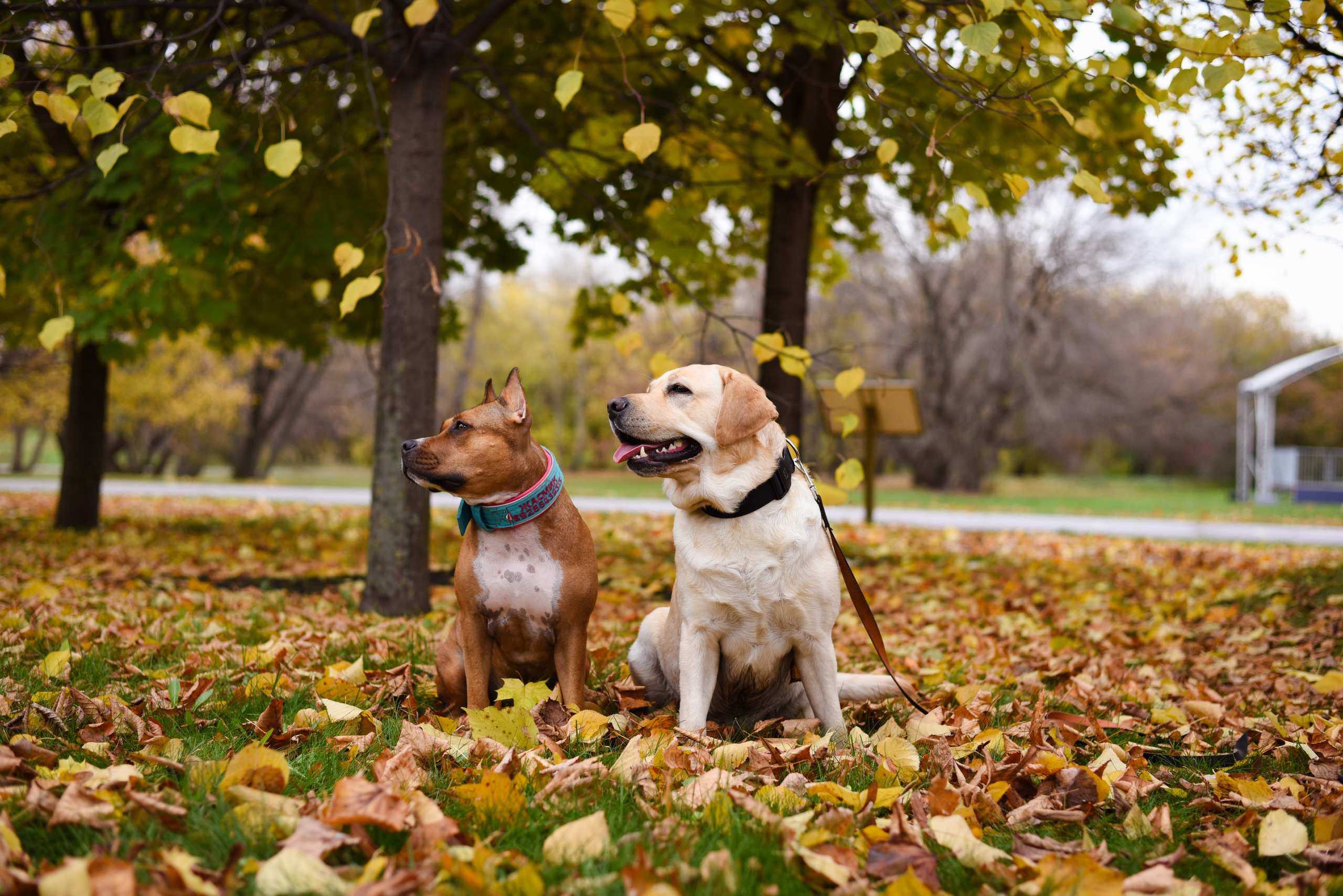 Съемка на природе. Фотопрогулка с животными. Женский и семейный фотограф Людмила Богачкина
