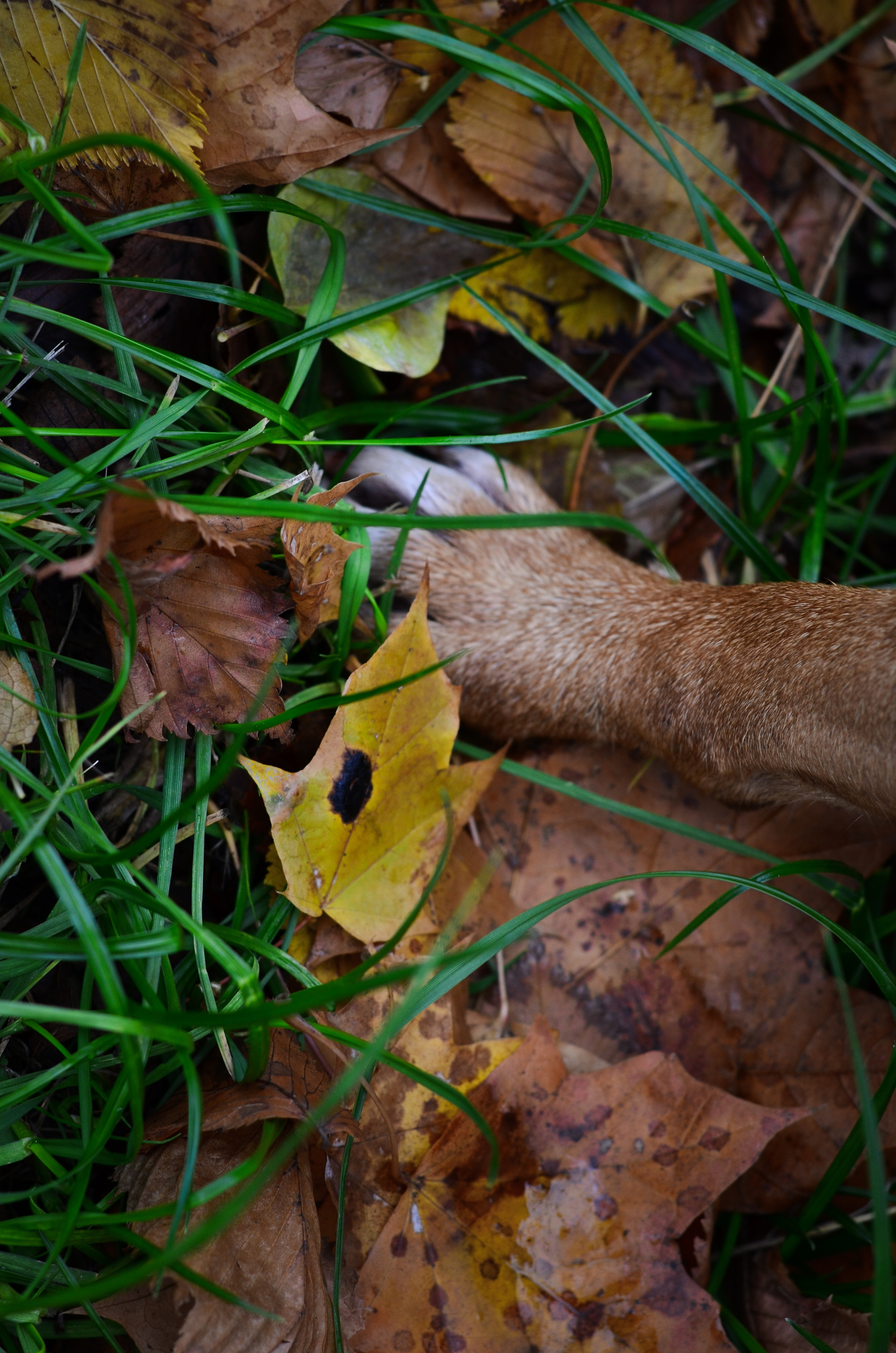 Съемка на природе. Фотопрогулка с животными. Женский и семейный фотограф Людмила Богачкина