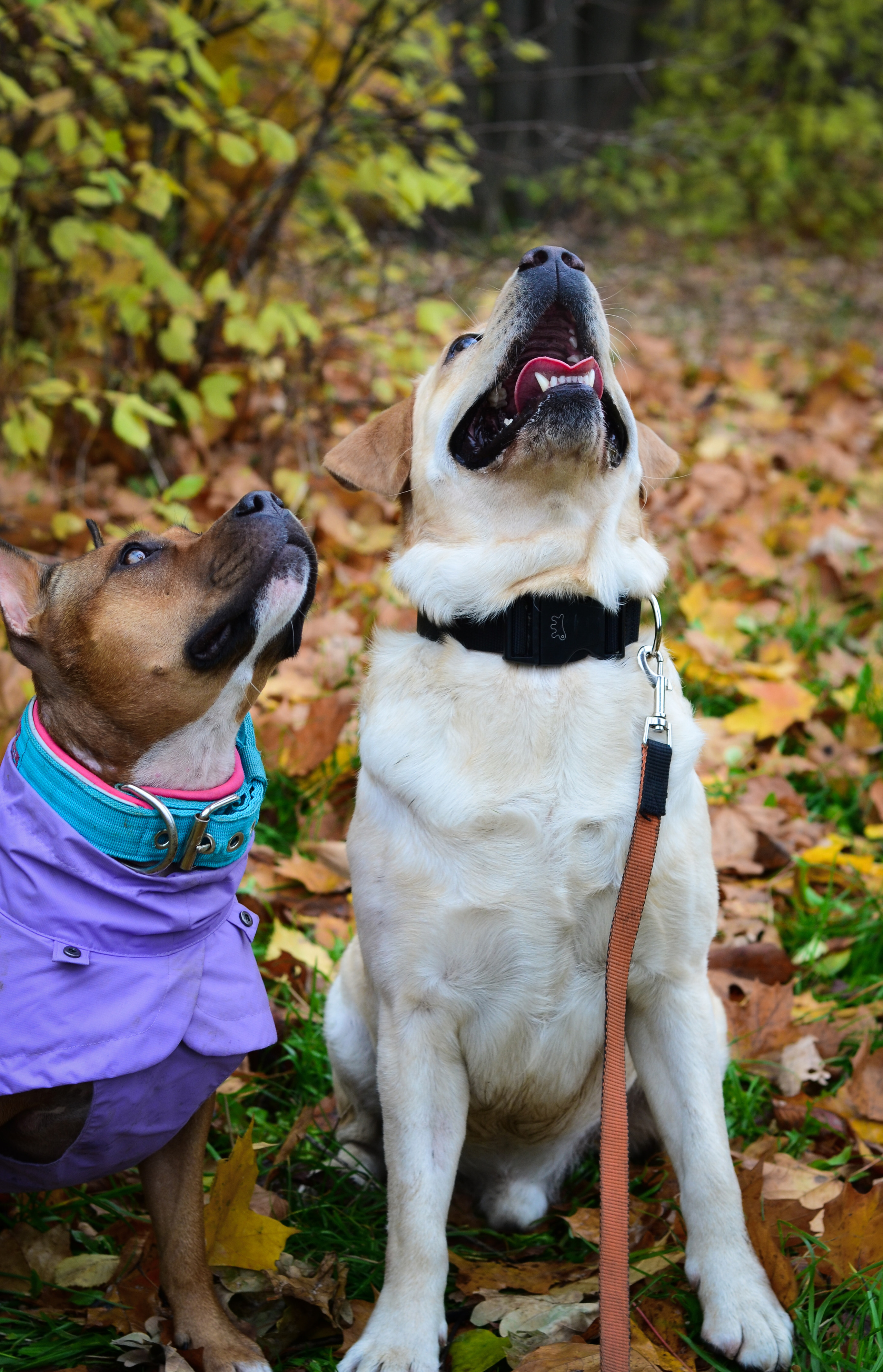Съемка на природе. Фотопрогулка с животными. Женский и семейный фотограф Людмила Богачкина