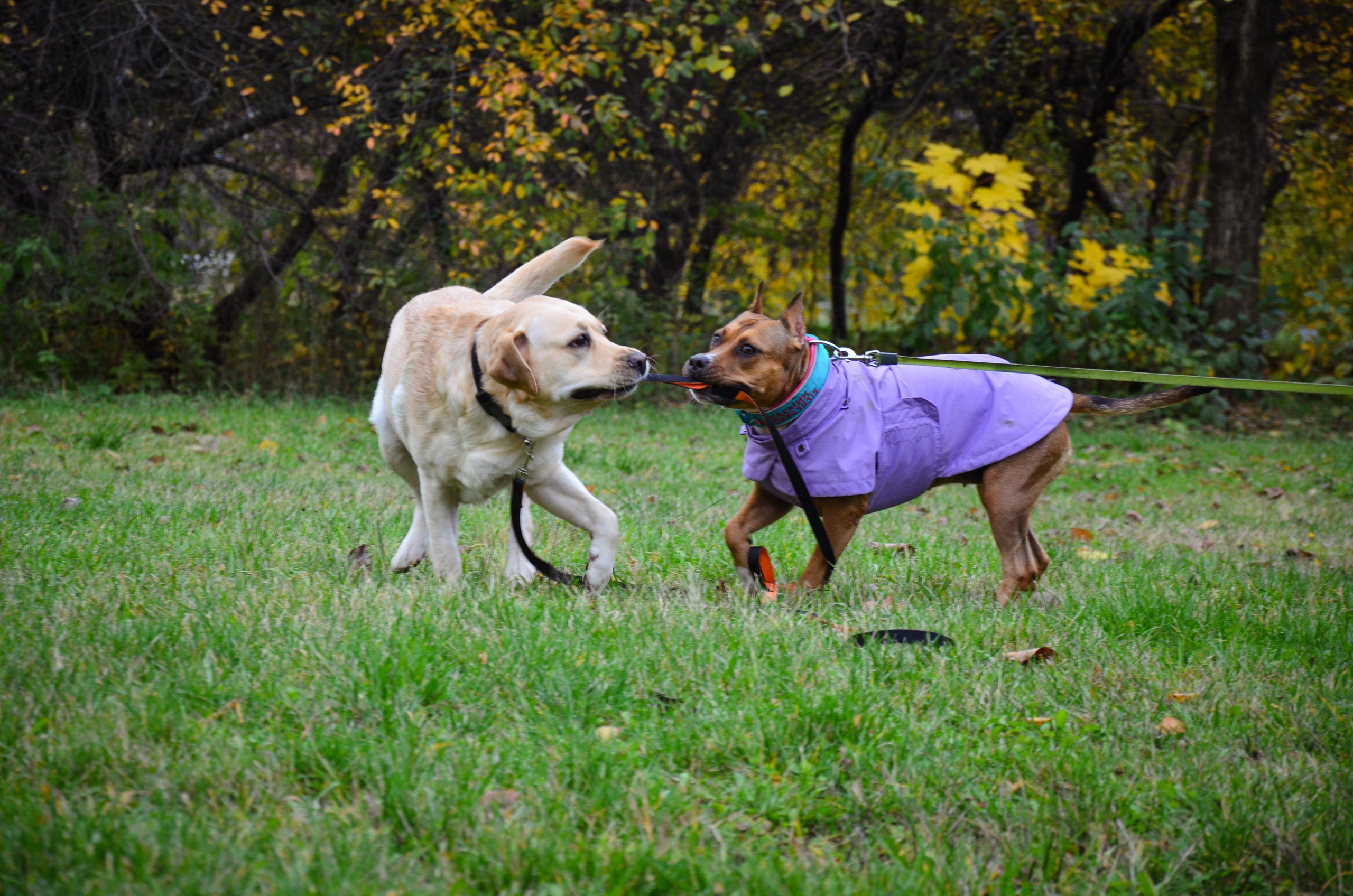 Съемка на природе. Фотопрогулка с животными. Женский и семейный фотограф Людмила Богачкина