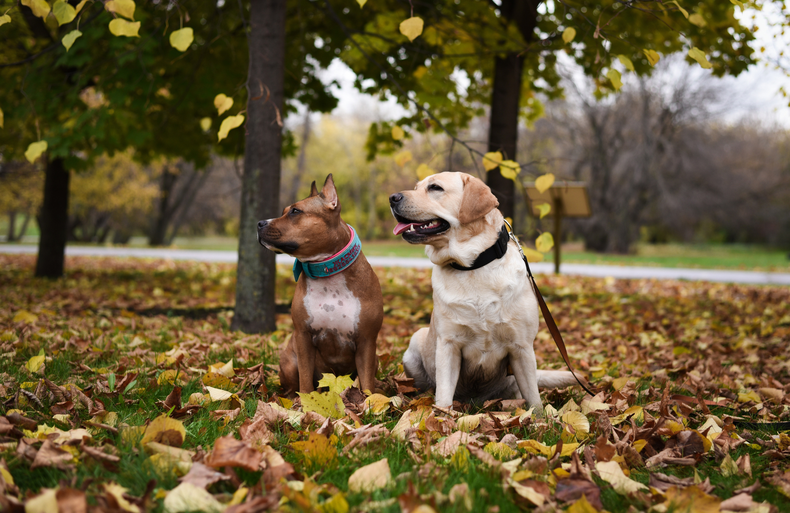 Фотопрогулка в парке с животными. Женский и семейный фотограф Людмила Богачкина