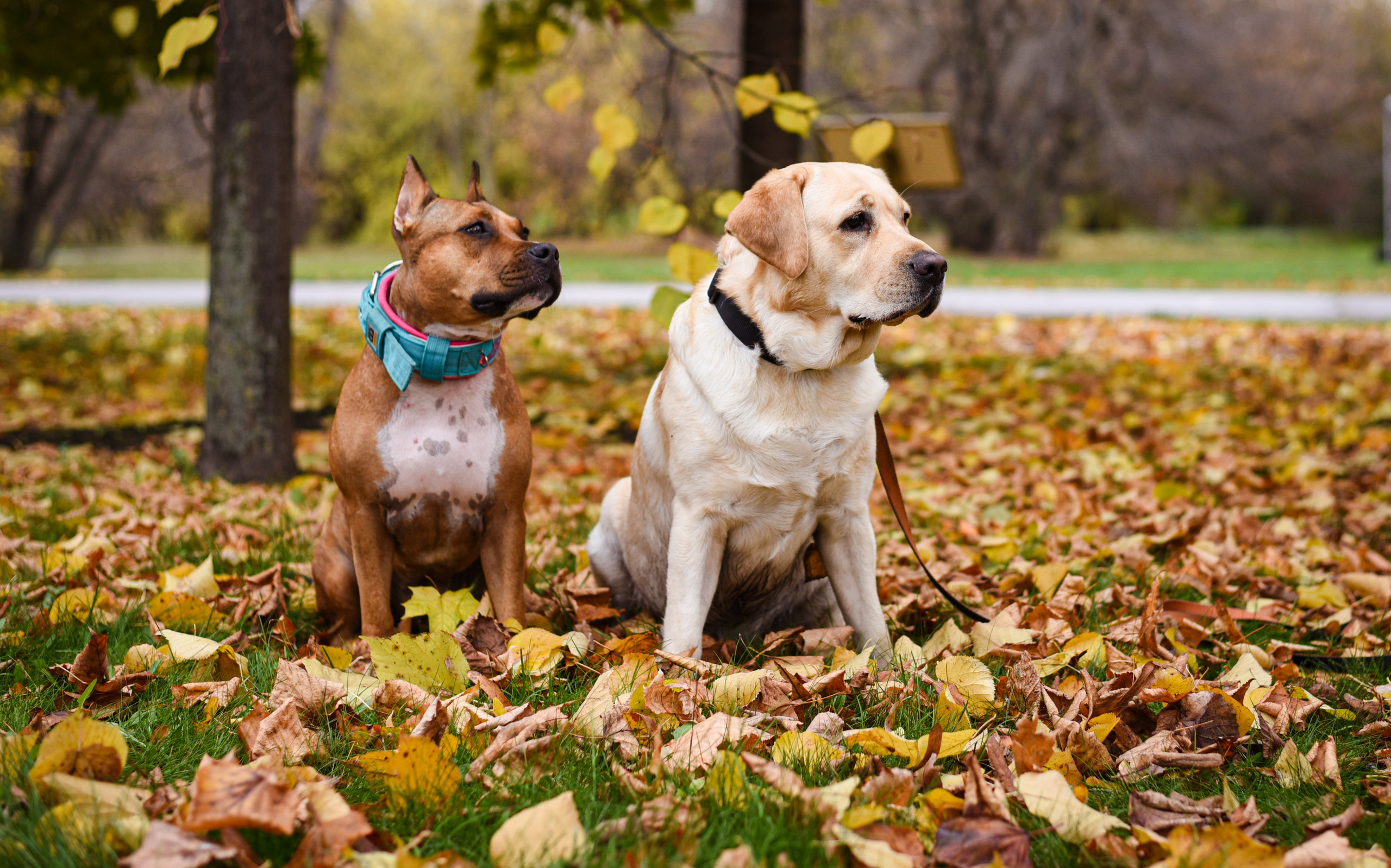 Съемка на природе. Фотопрогулка с животными. Женский и семейный фотограф Людмила Богачкина
