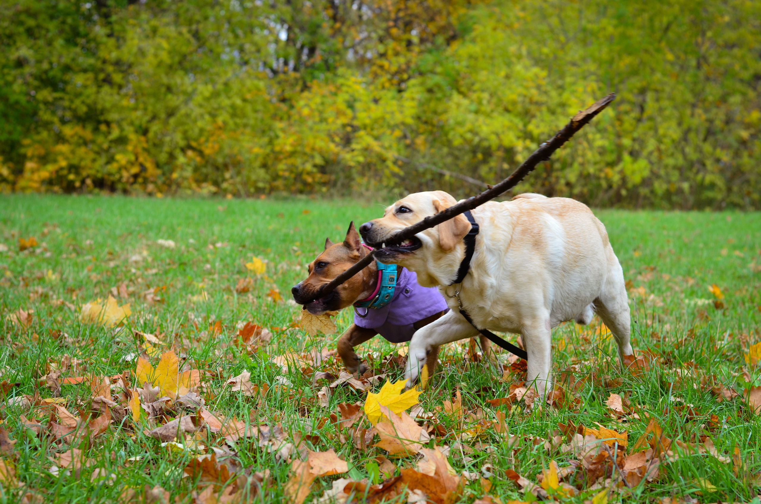 Фотопрогулка в парке с животными. Женский и семейный фотограф Людмила Богачкина