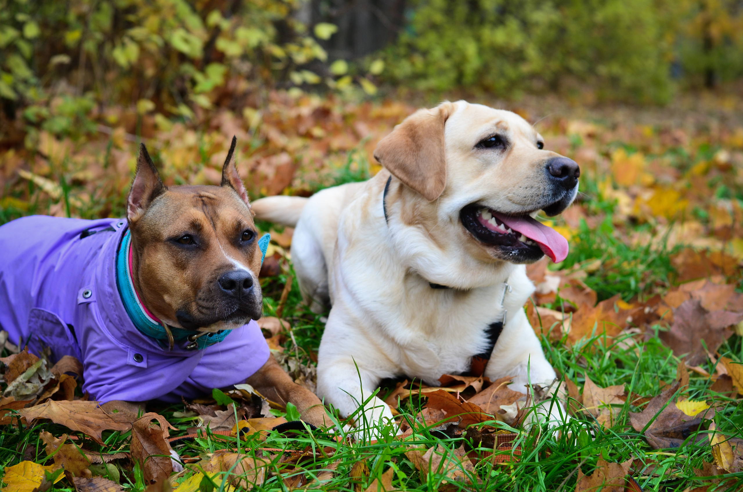 Съемка на природе. Фотопрогулка с животными. Женский и семейный фотограф Людмила Богачкина