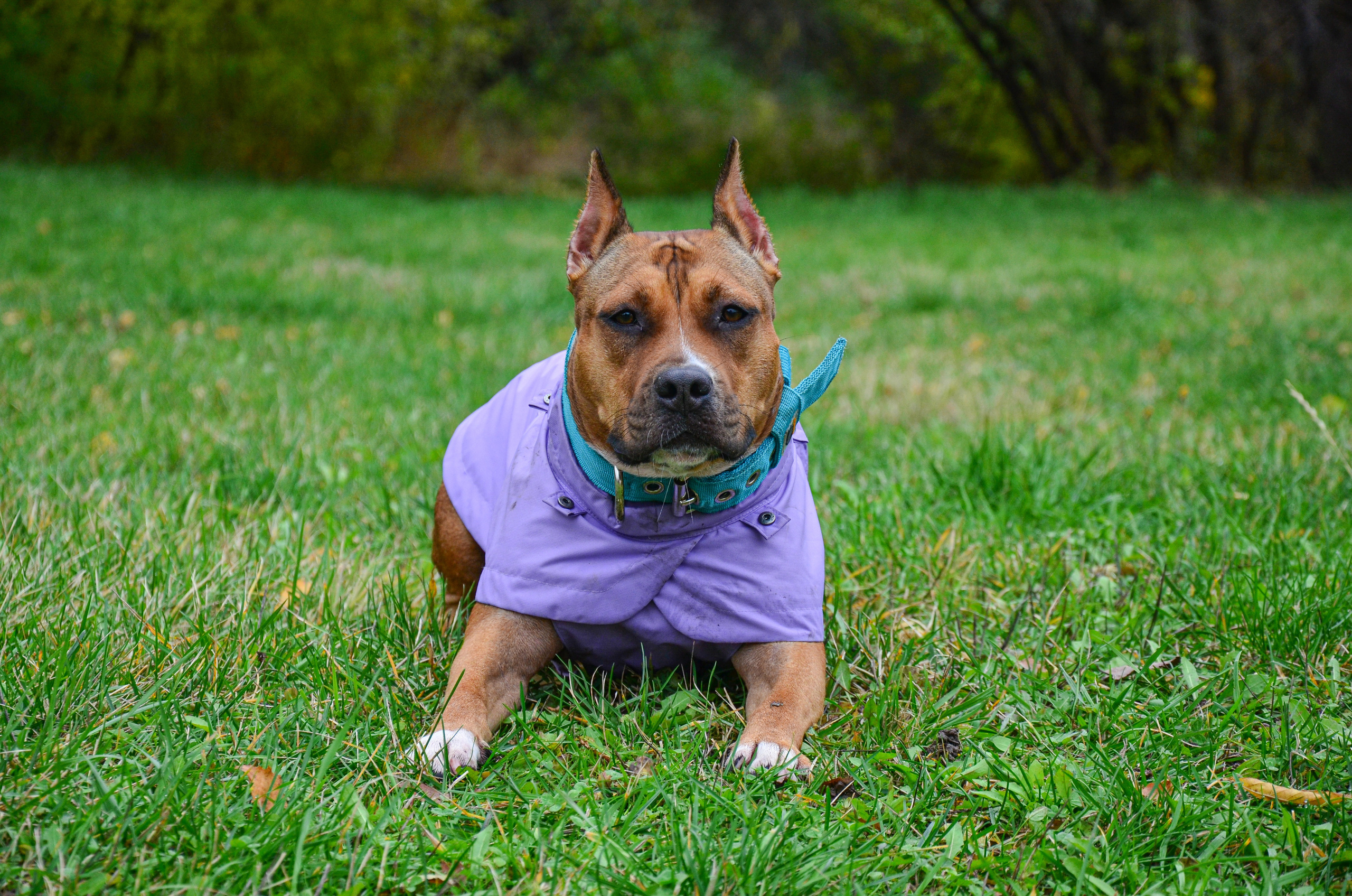 Съемка на природе. Фотопрогулка с животными. Женский и семейный фотограф Людмила Богачкина