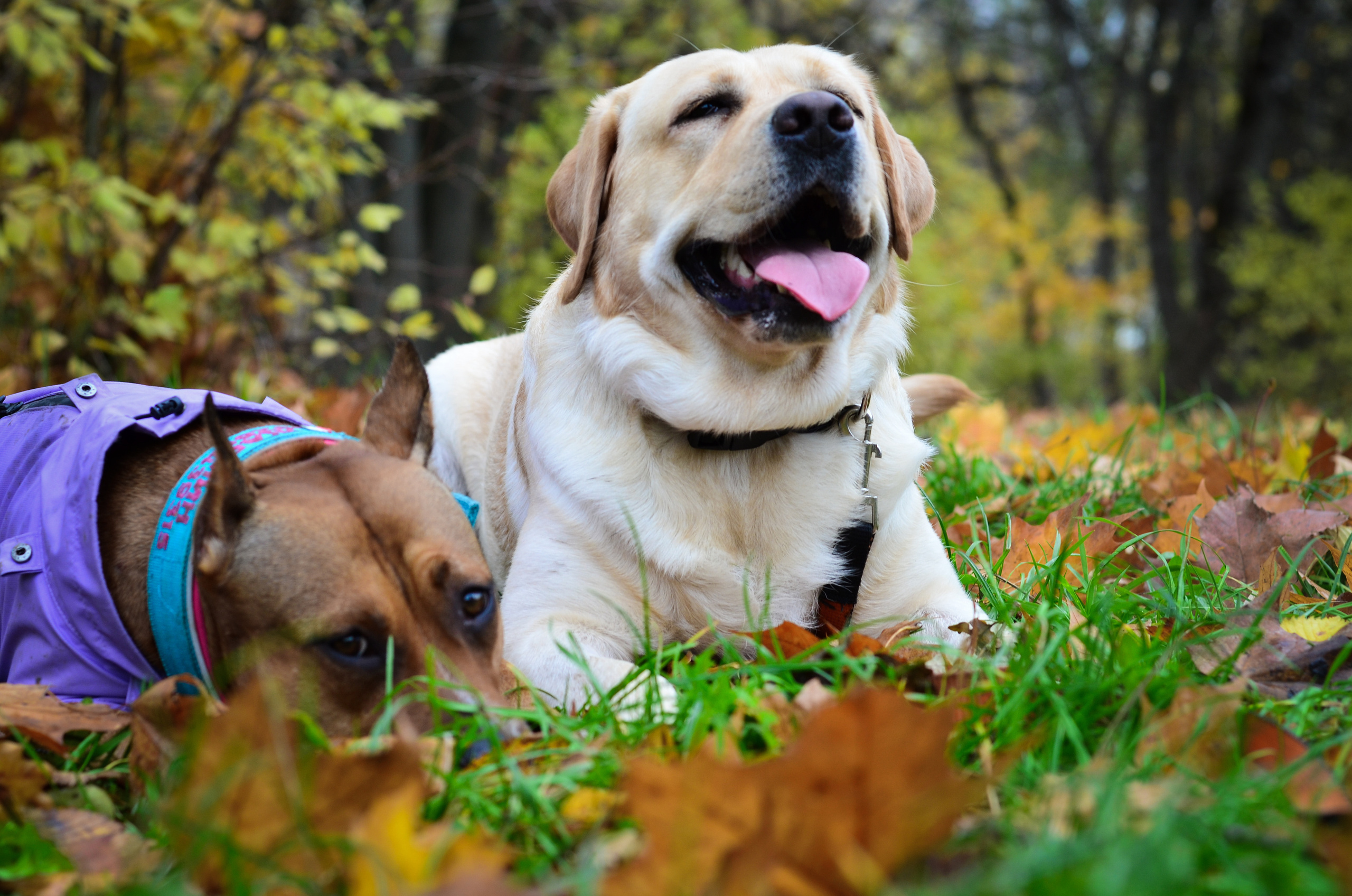 Фотопрогулка в парке с животными. Женский и семейный фотограф Людмила Богачкина