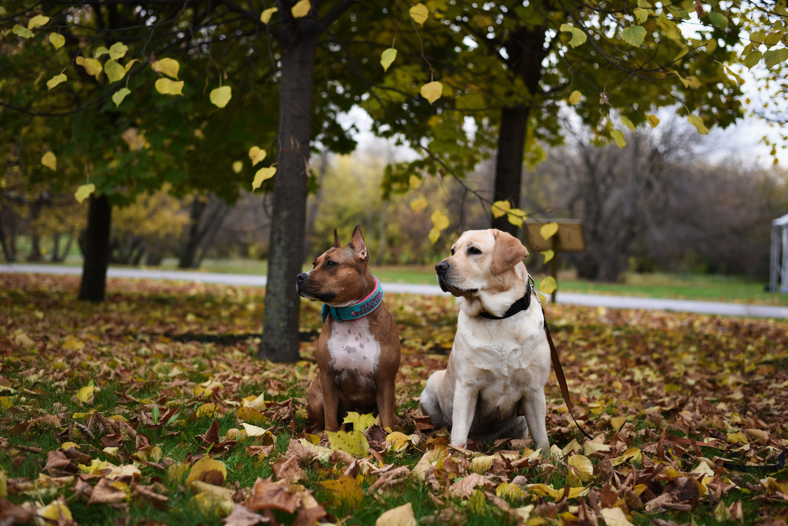 Фотопрогулка в парке с животными. Женский и семейный фотограф Людмила Богачкина