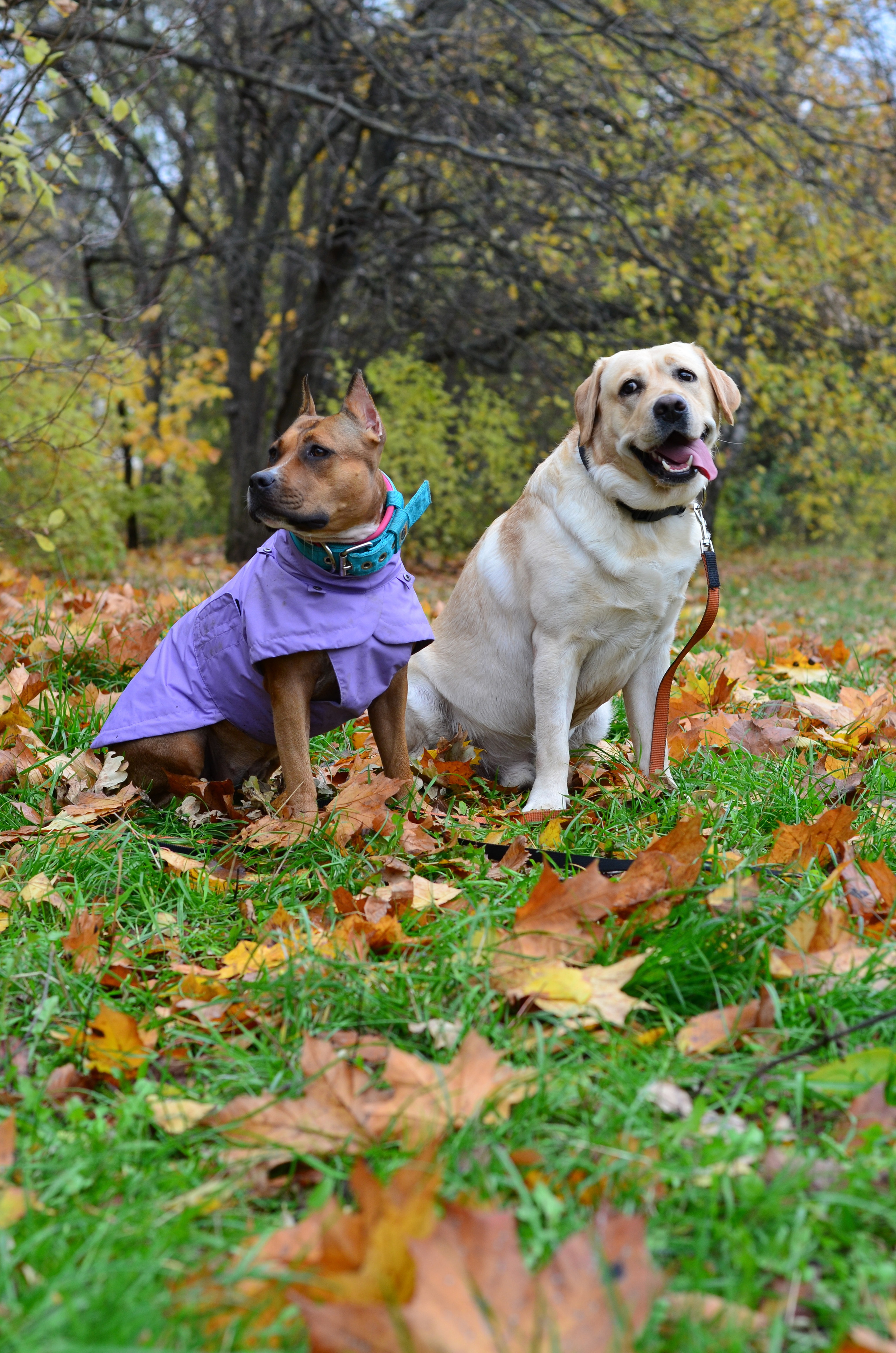 Фотопрогулка в парке с животными. Женский и семейный фотограф Людмила Богачкина