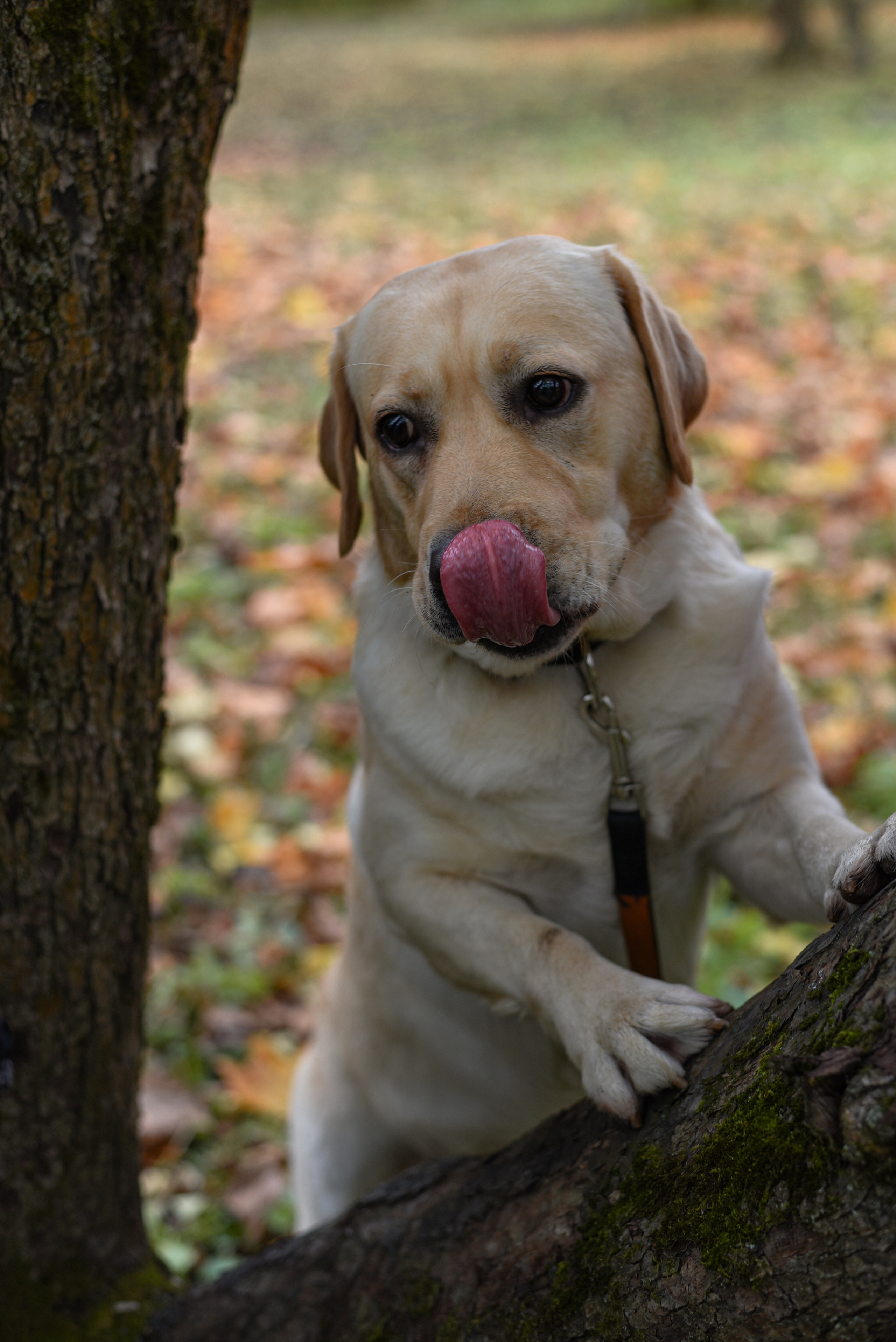 Фотопрогулка в парке с животными. Женский и семейный фотограф Людмила Богачкина