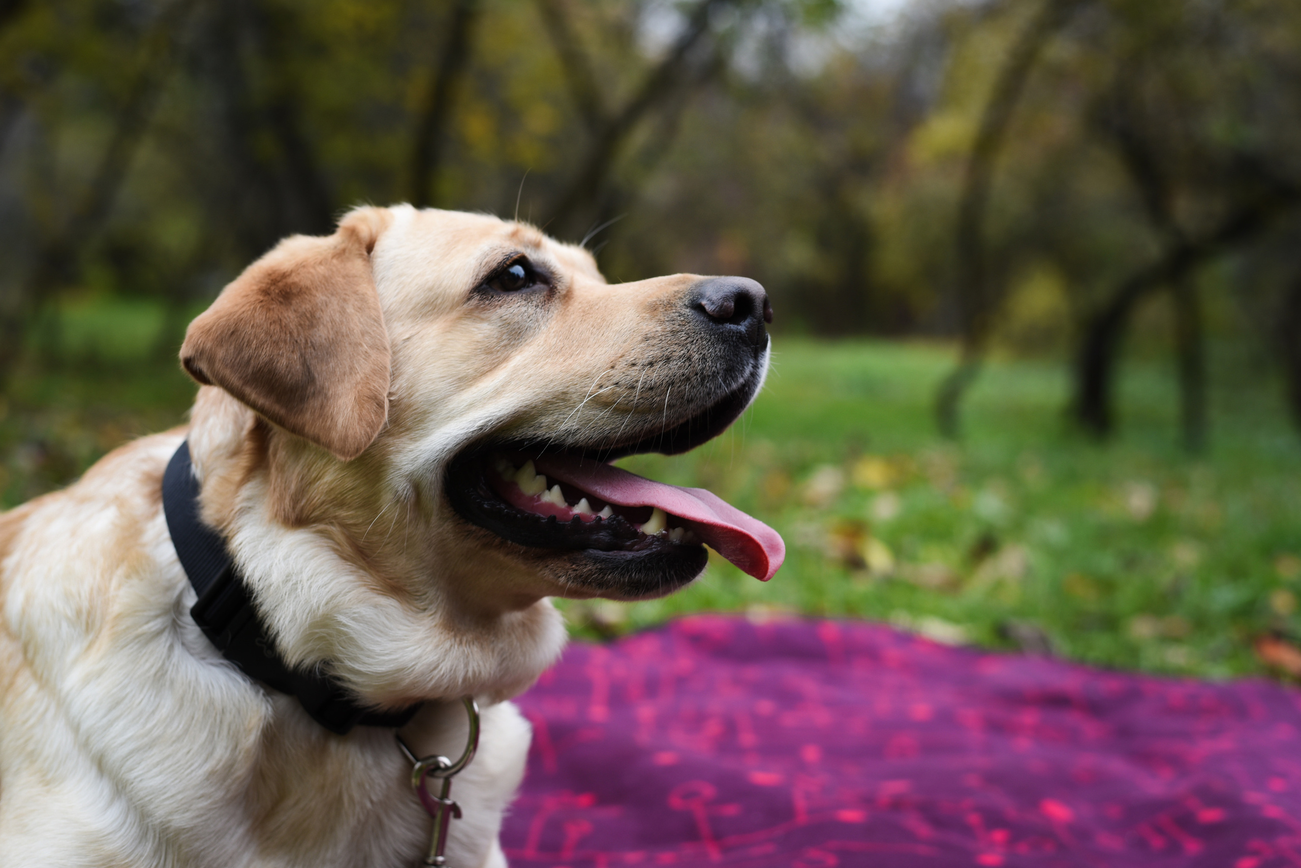 Фотопрогулка в парке с животными. Женский и семейный фотограф Людмила Богачкина