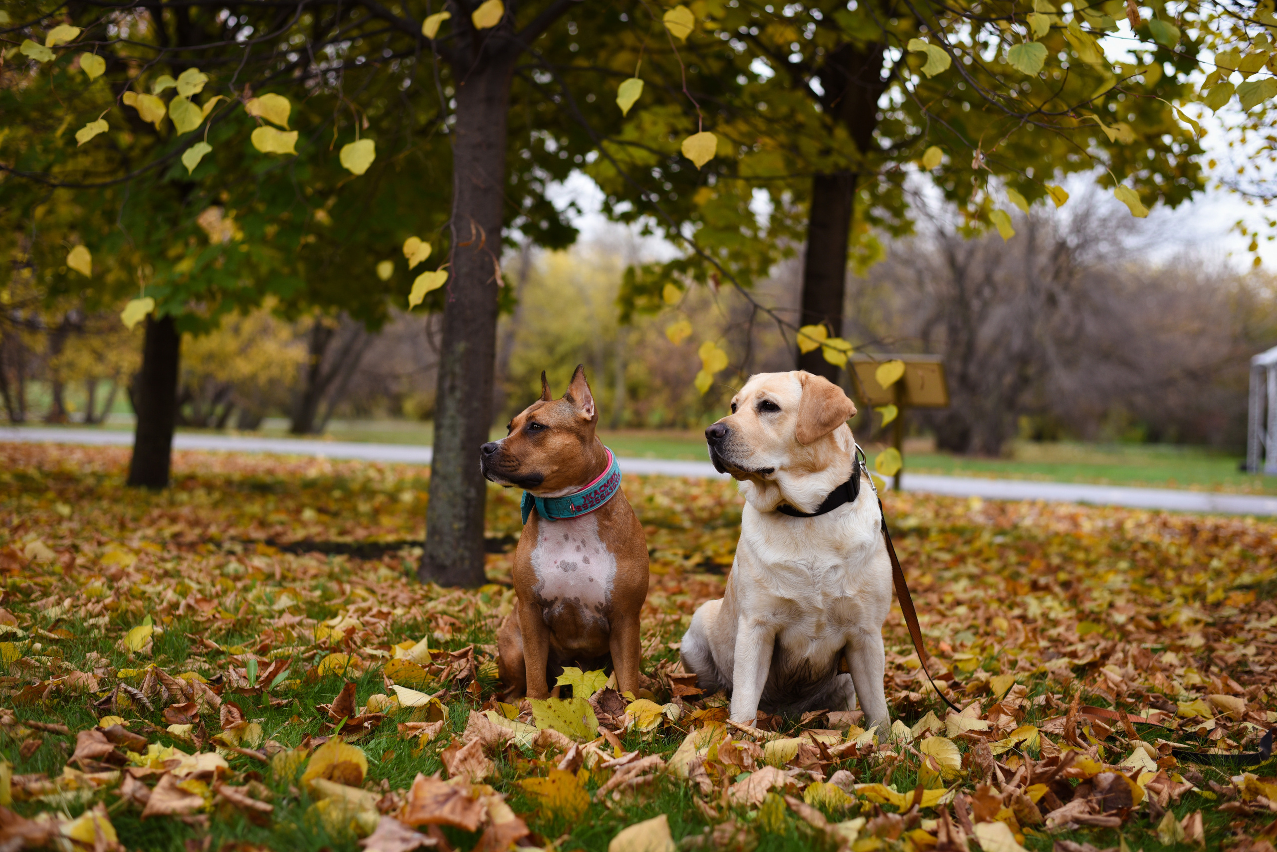 Съемка на природе. Фотопрогулка с животными. Женский и семейный фотограф Людмила Богачкина